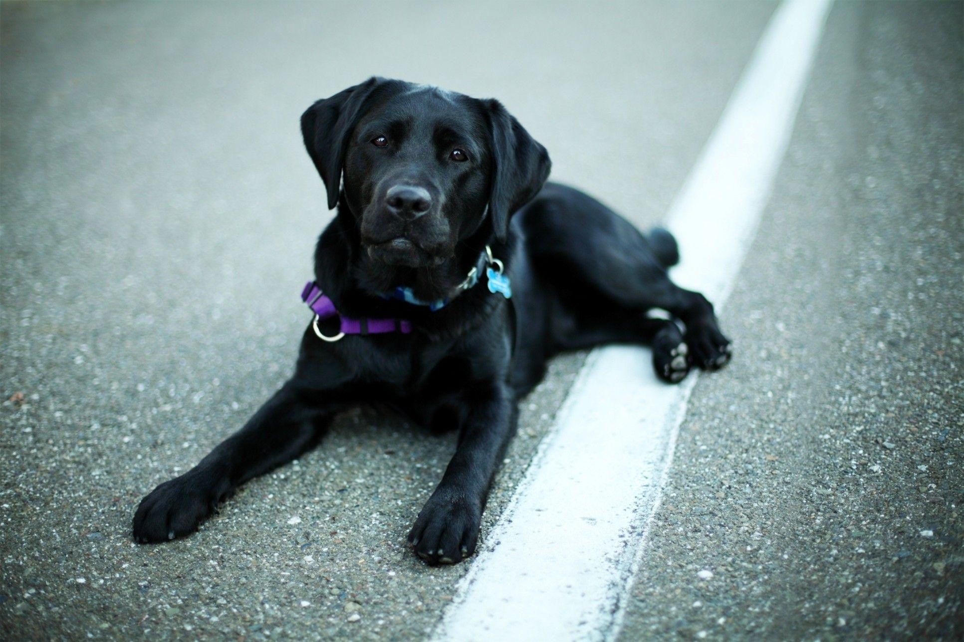 1932x1288 Black Lab Wallpaper