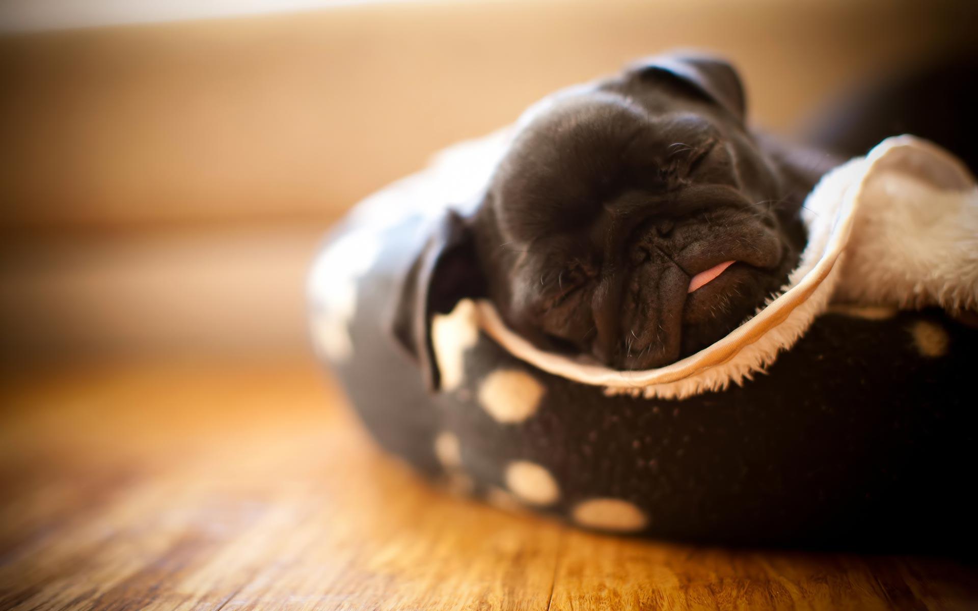 1920x1200 Pug Wallpaper HD 1920×1200 Puppies Wallpaper HD Free