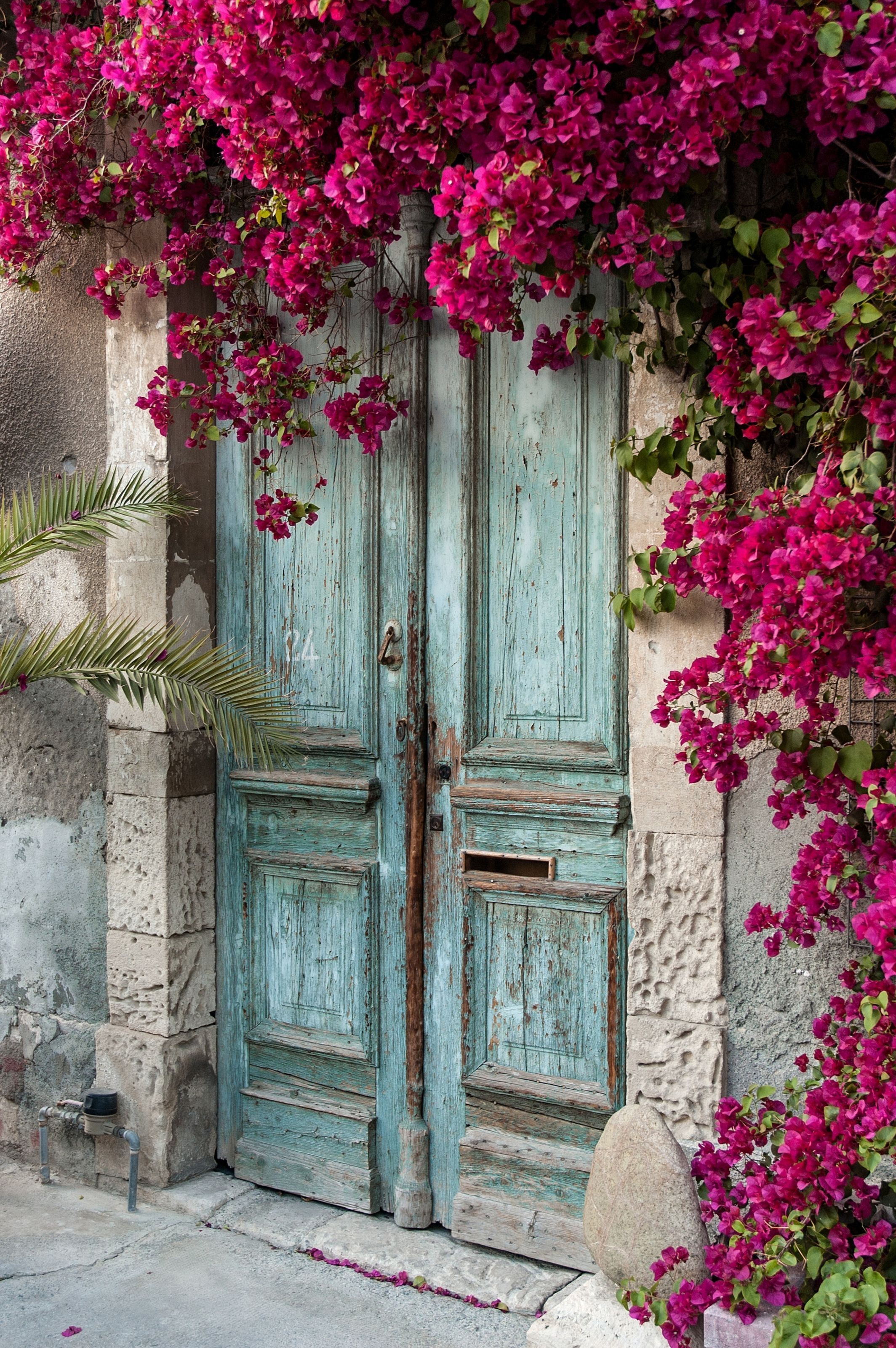 2128x3200 Old Wooden Door With Bougainvillea In Cyprus Mural Your Way