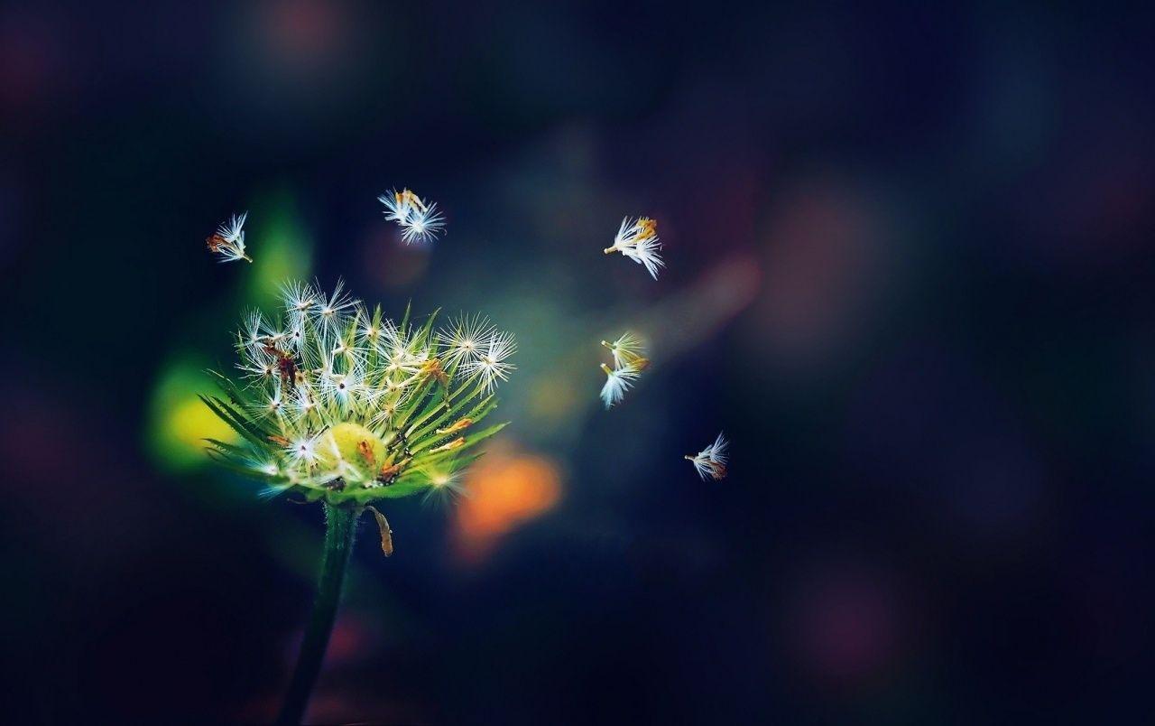 220 Macro HD Wallpapers and Backgrounds