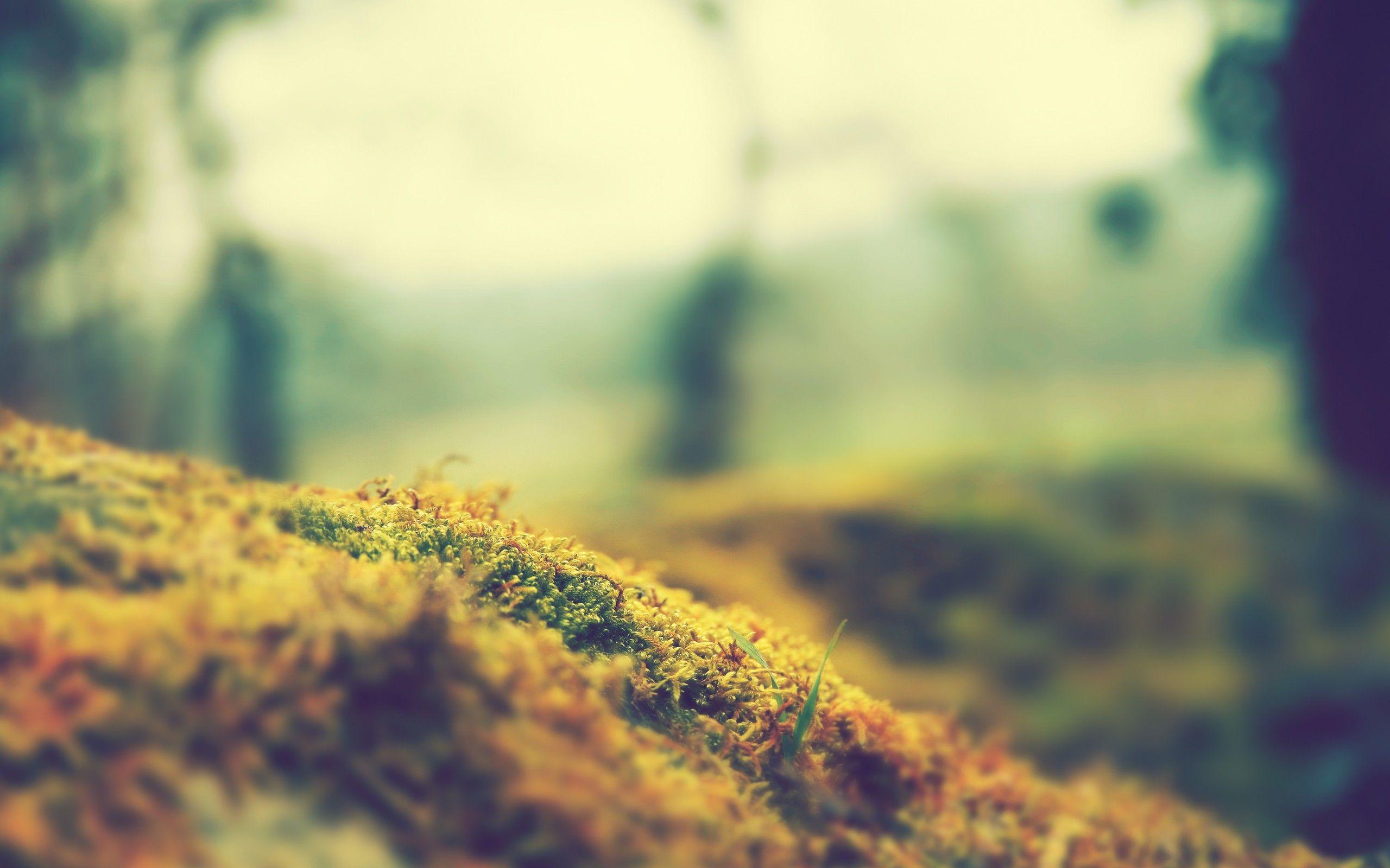 2560x1600 Ultra HD Macro Wallpaper #OYC38A1