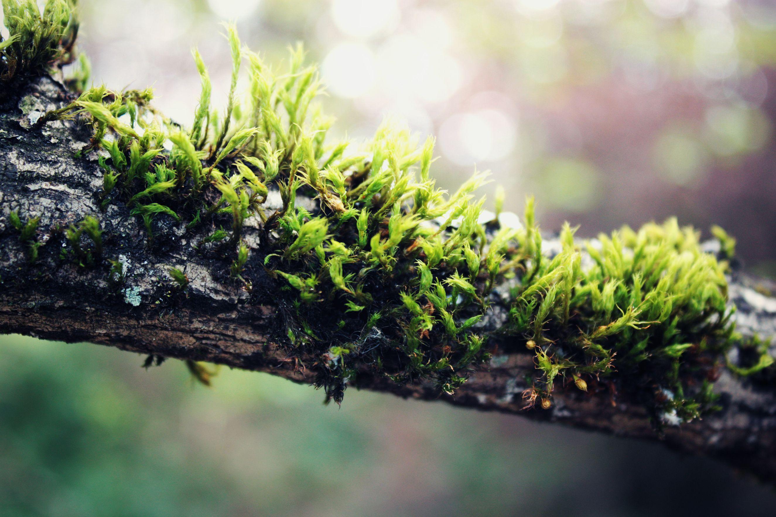 2650x1767 Macro Wallpaperx1767