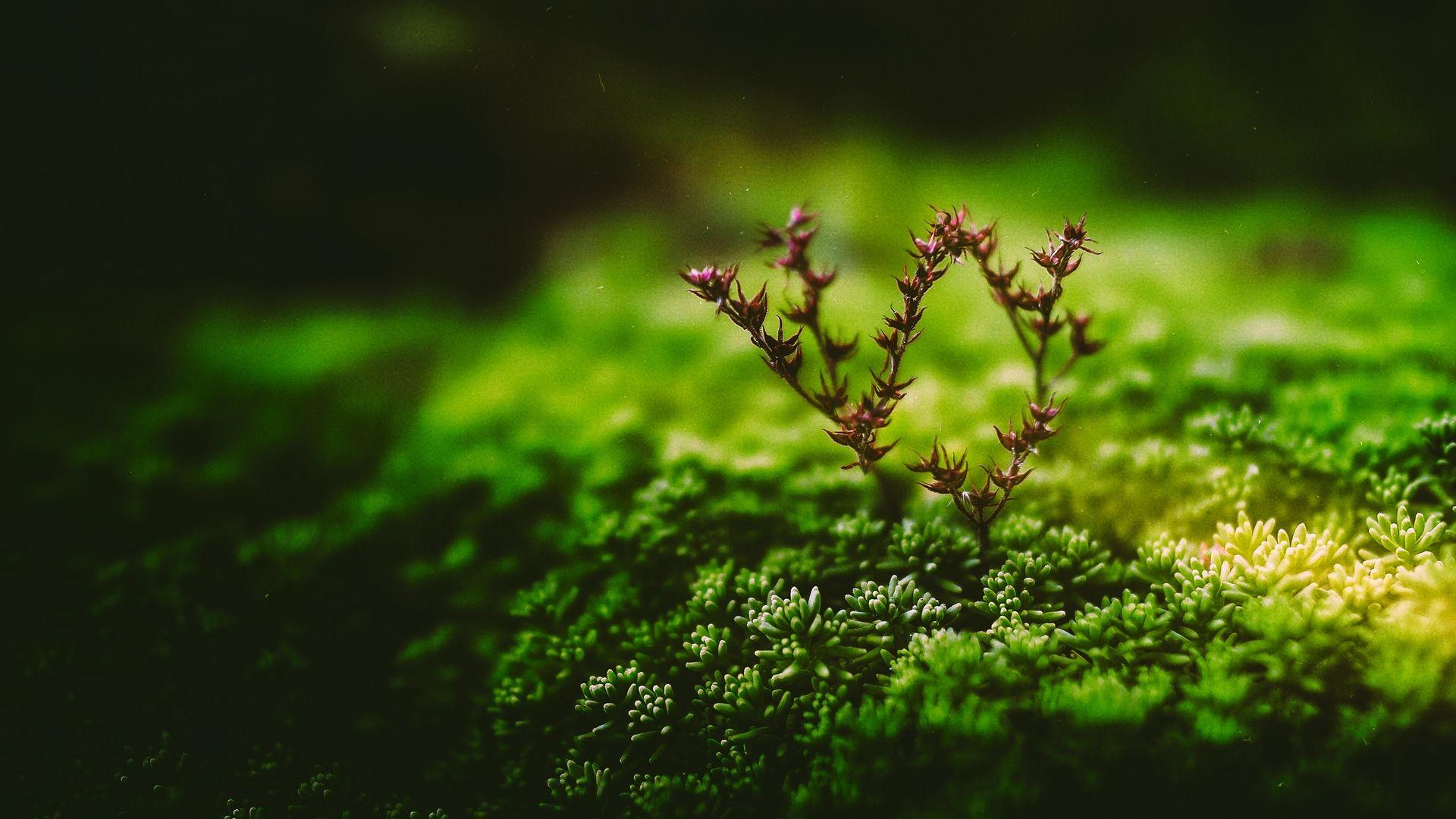 1920x1080 Download wallpaper 1920x1080 plant, green, branch, tiny, macro full