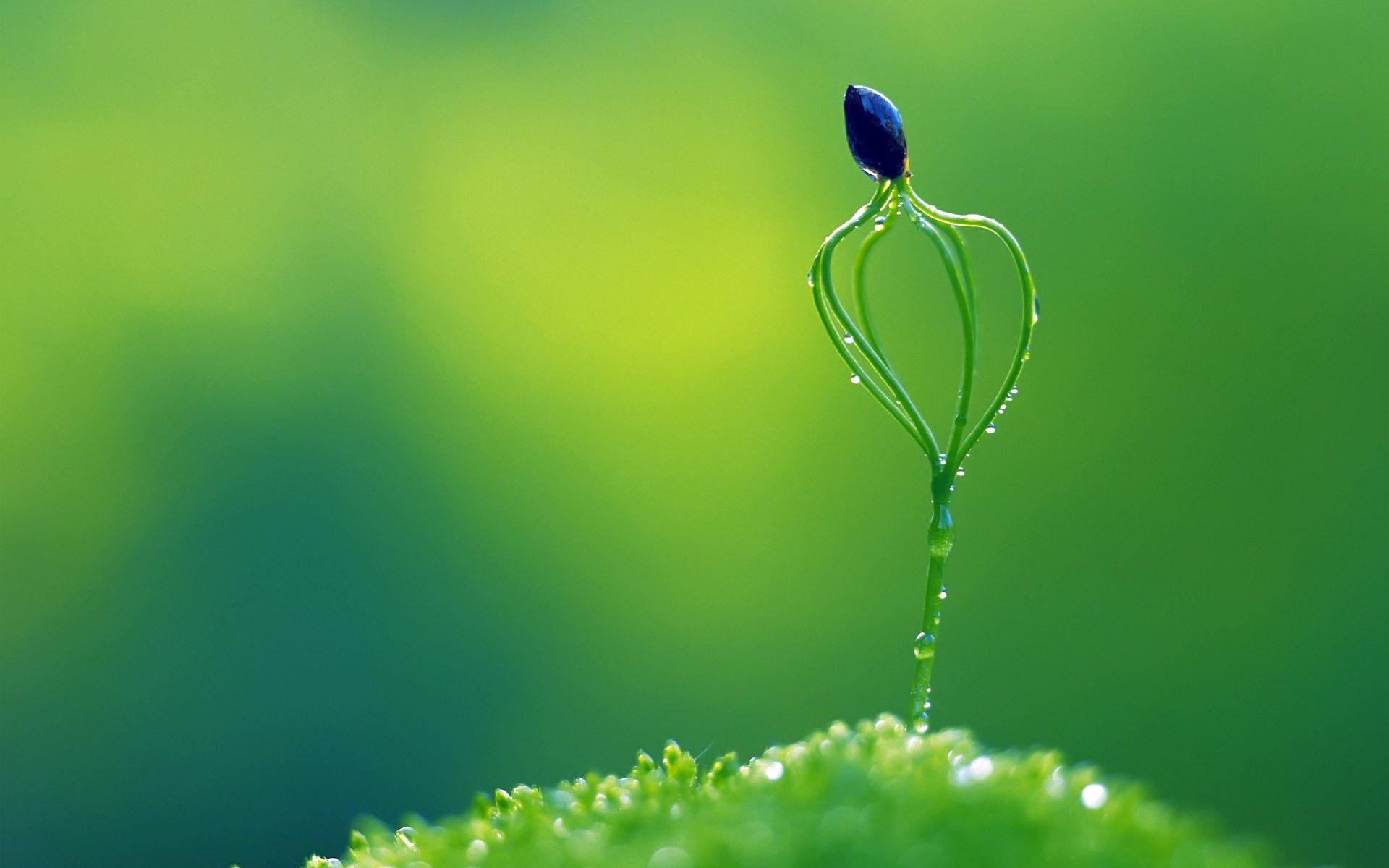 1920x1200 Macro Wallpaper PC #E6P3KOE