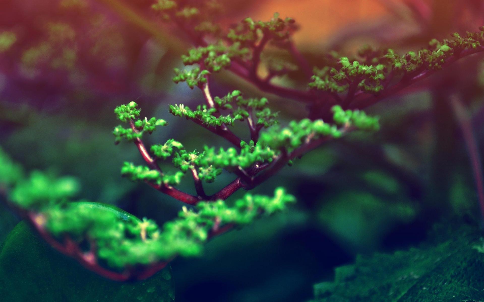 1920x1200 Macro Wallpaper Full HD QFS3