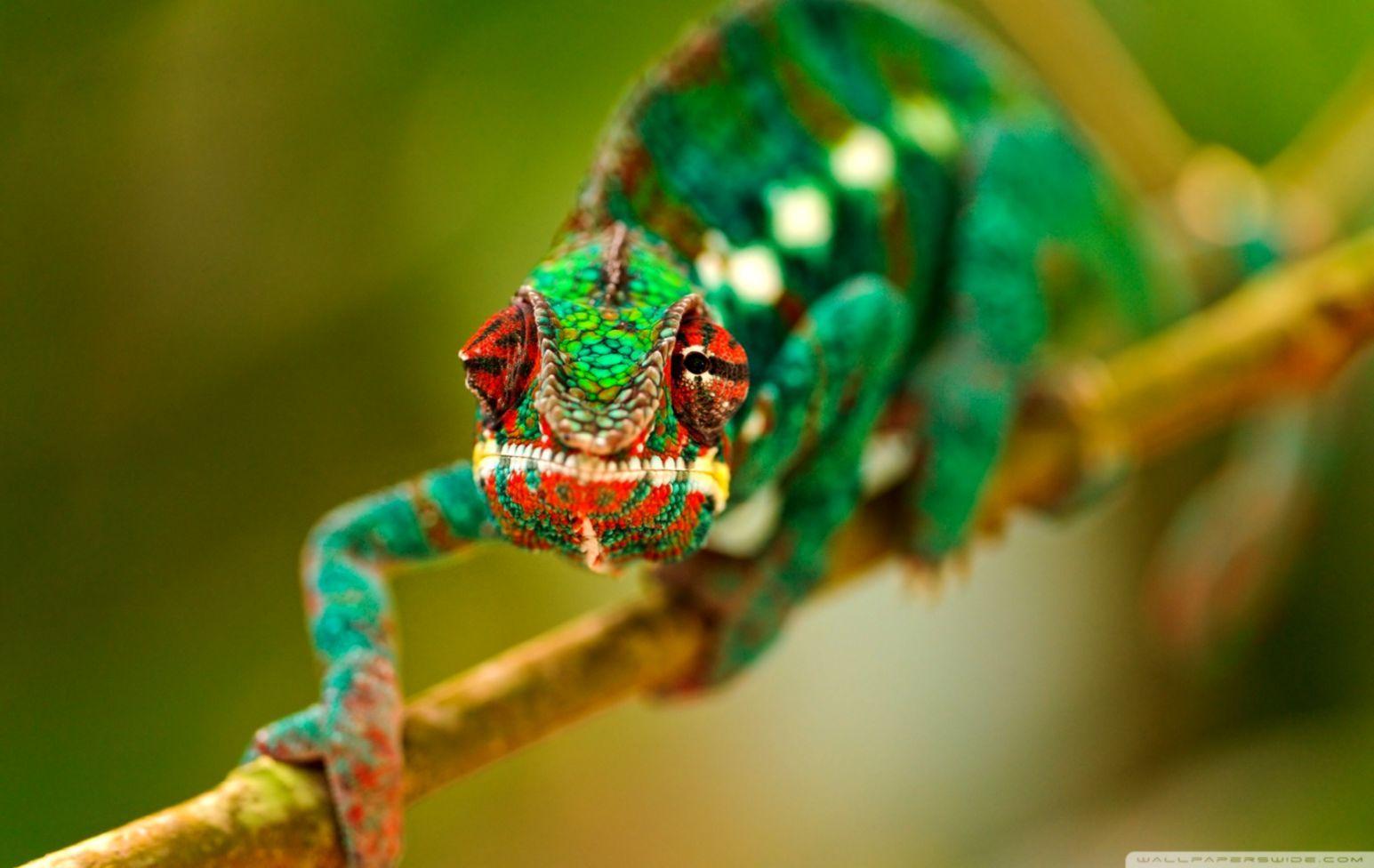1545x976 Green Chameleon Macro Photo HD Wallpaper