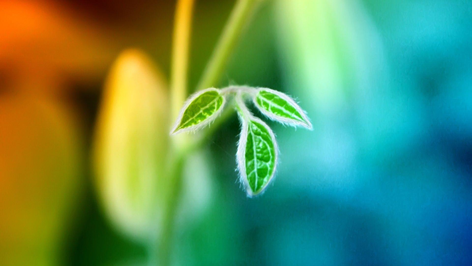 1920x1080 Huge Macro Background Image Graphics