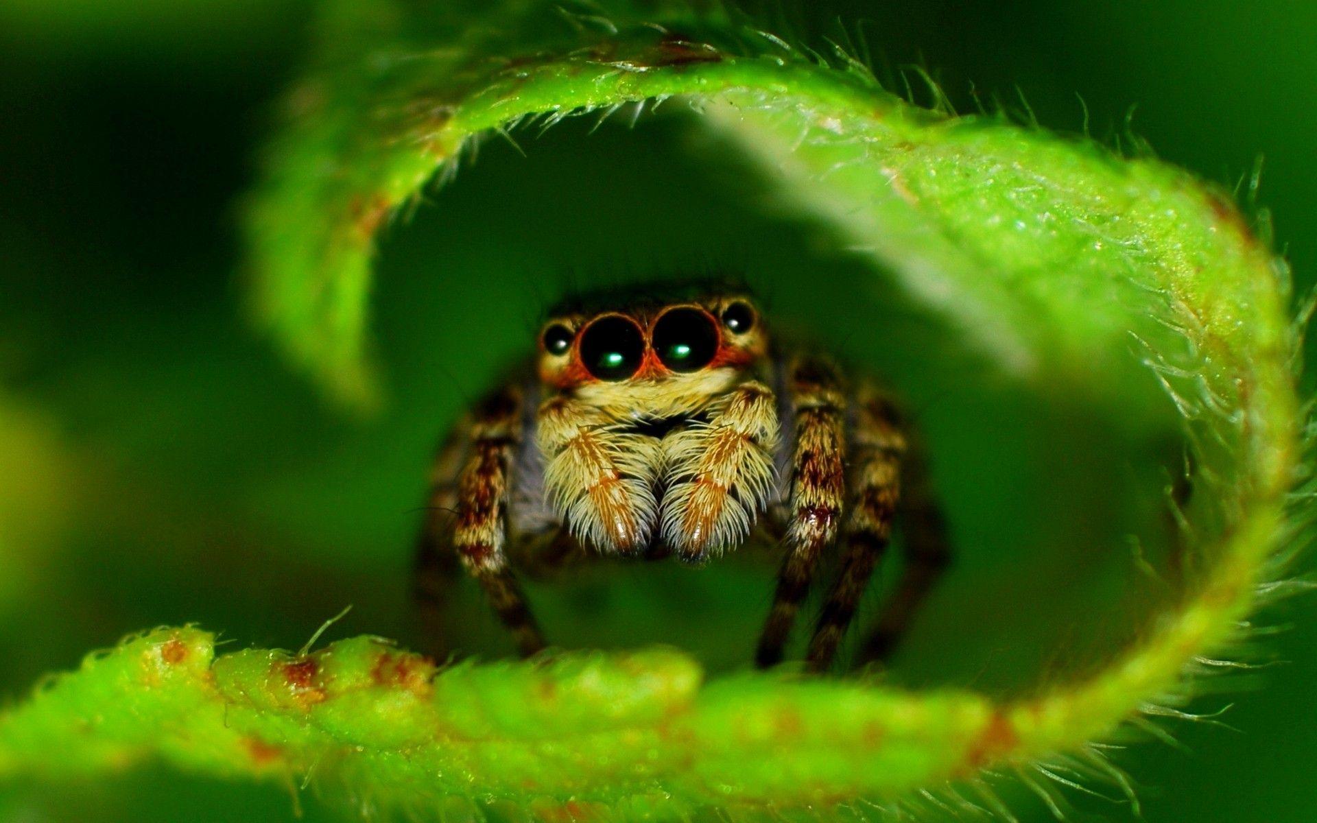 1920x1200 Macro Wallpaper 4K (1920x1200 px). Wallperio.com™