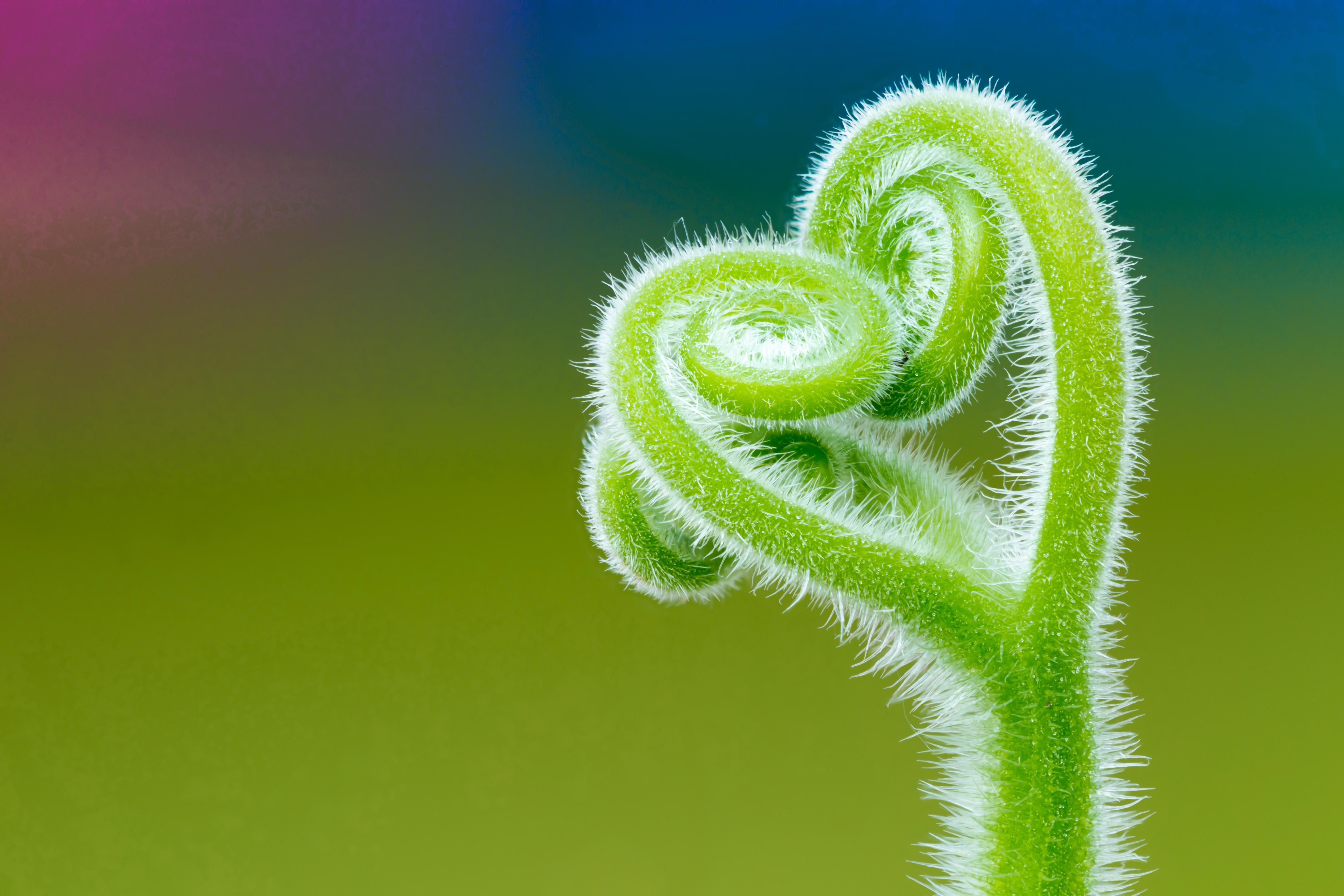 5760x3840 Wallpaper Tendril, Climbing plant, Macro, Minimal, 4K, 5K, Nature
