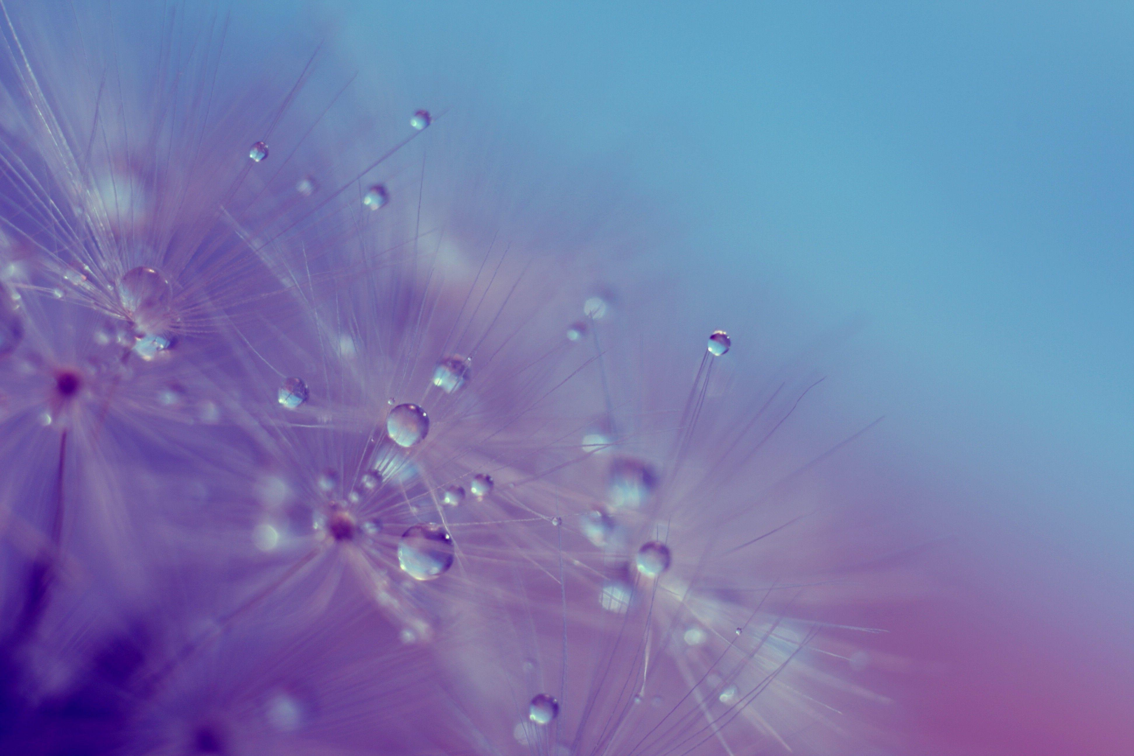 3888x2592 dandelion dew macro wallpaper and background. Animal