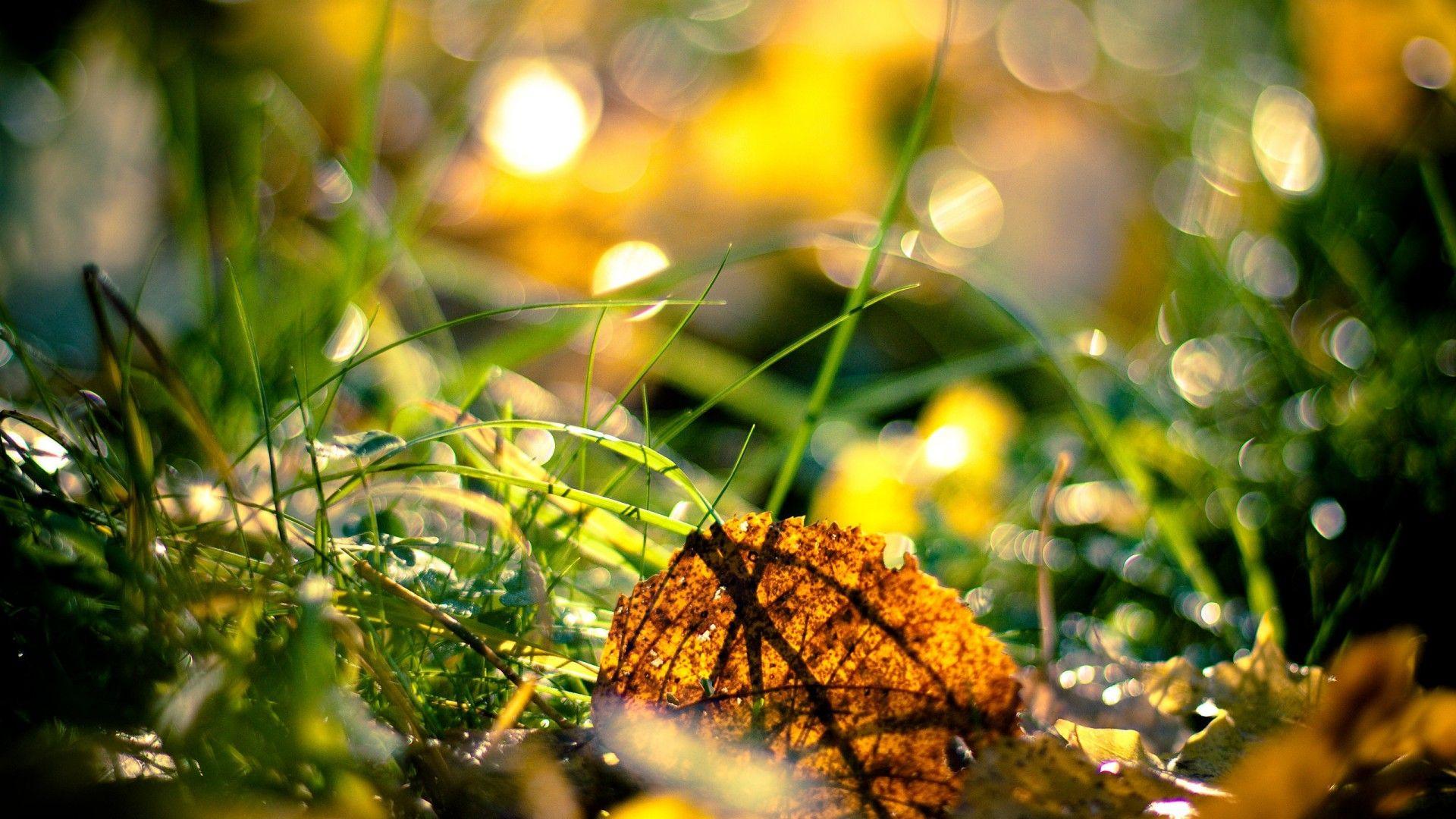 1920x1080 Nature Macro Wallpaper 44113 1920x1080px