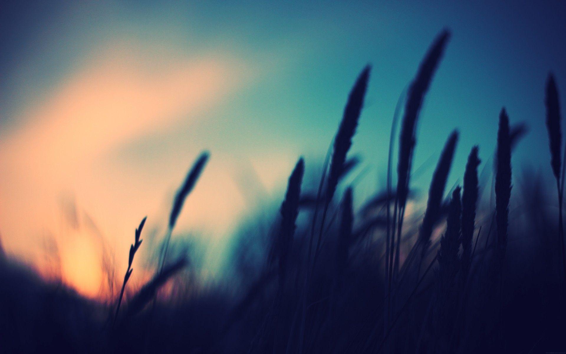 1920x1200 Macro Wallpaper High Resolution #RZ2QFK5