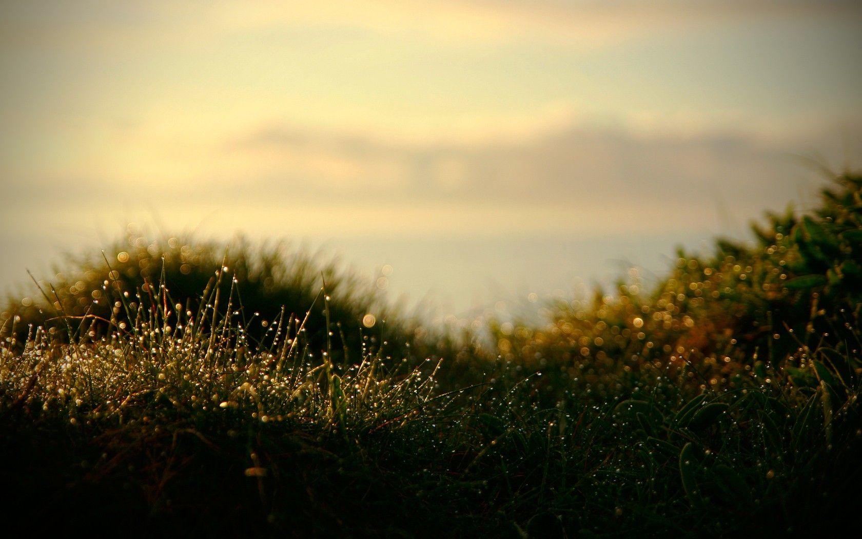 1680x1050 grass, macro wallpaper