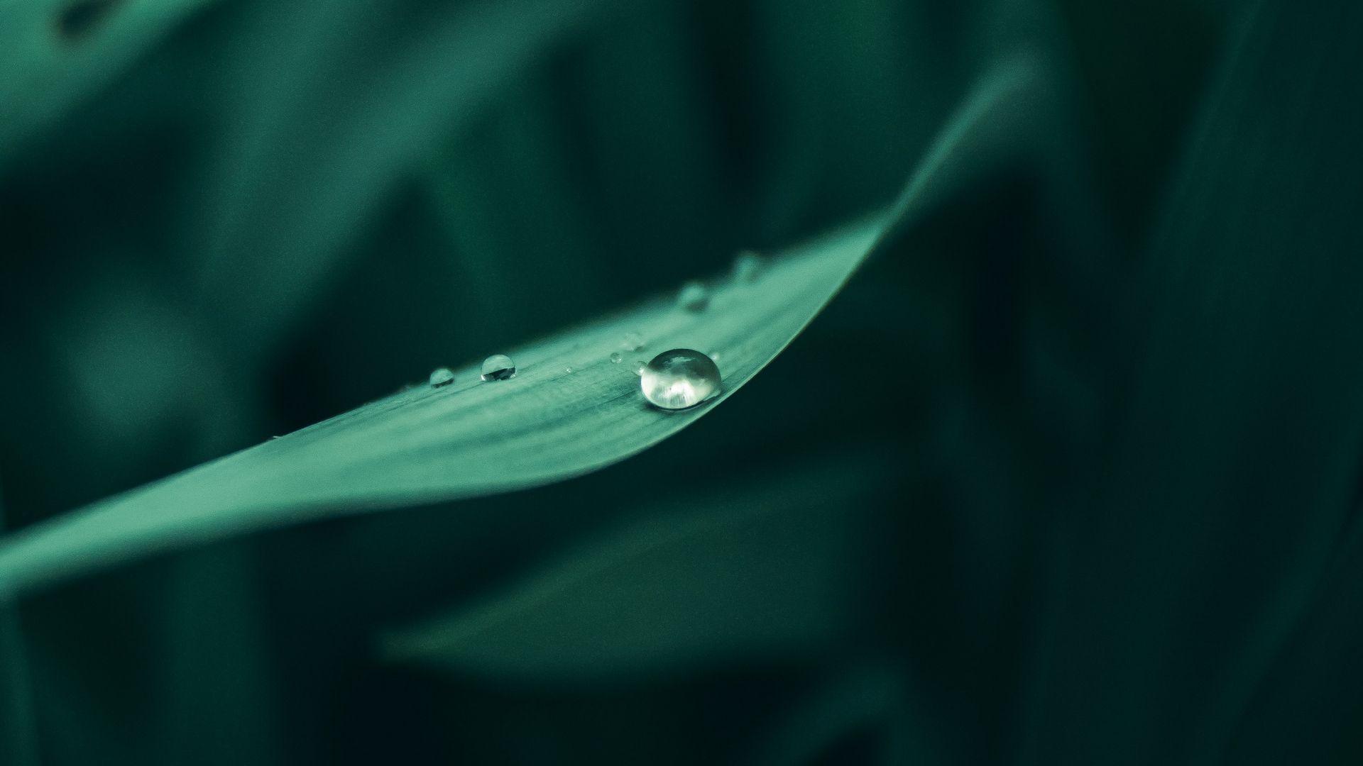 1920x1080 Download wallpaper 1920x1080 grass, dew, drops, wet, plant, green