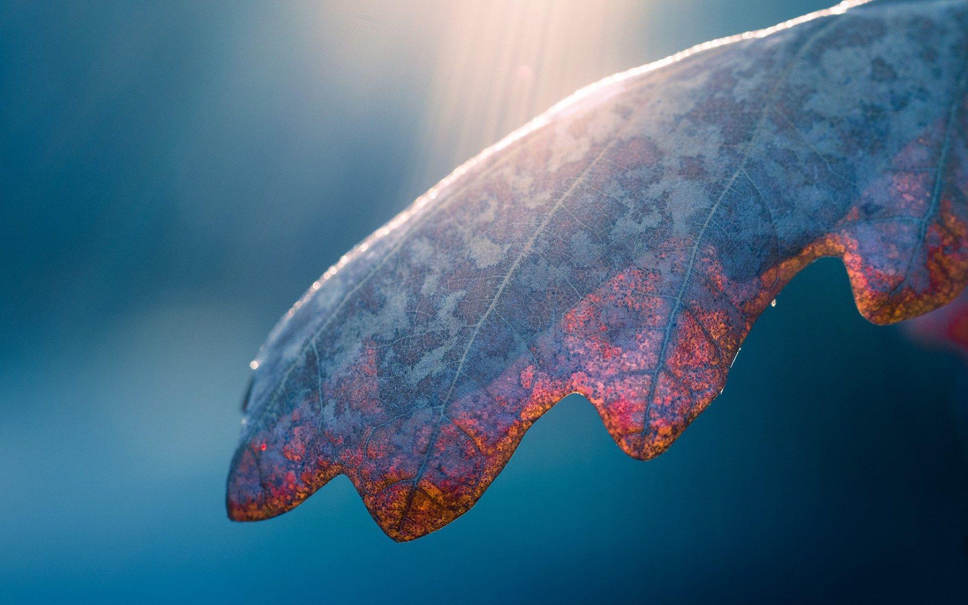 1920x1200 Gorgeous HD Macro Wallpaper