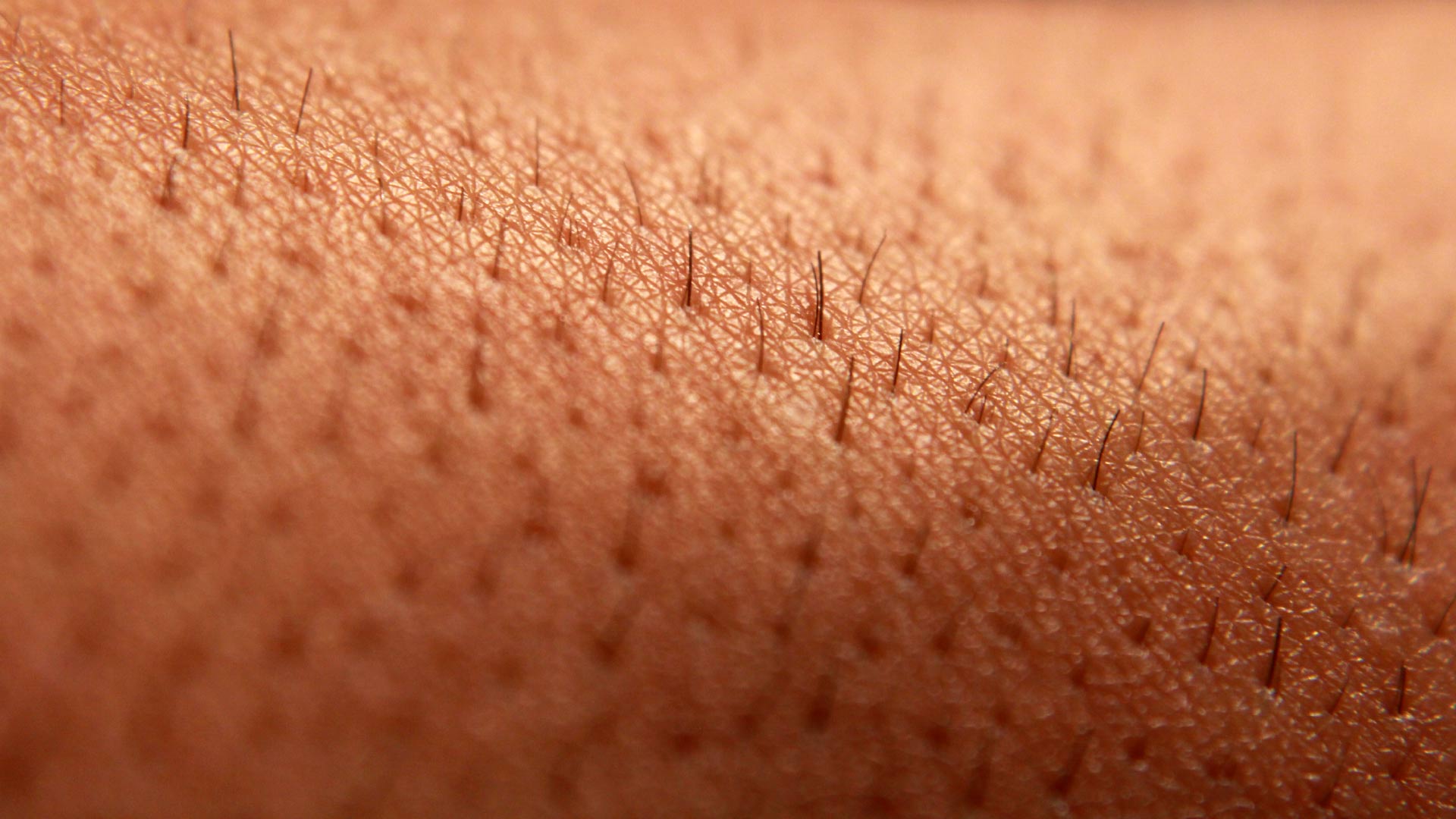 1920x1080 Researchers Discover New Pain Organ In Human Skin. Biology, Neuroscience. Sci