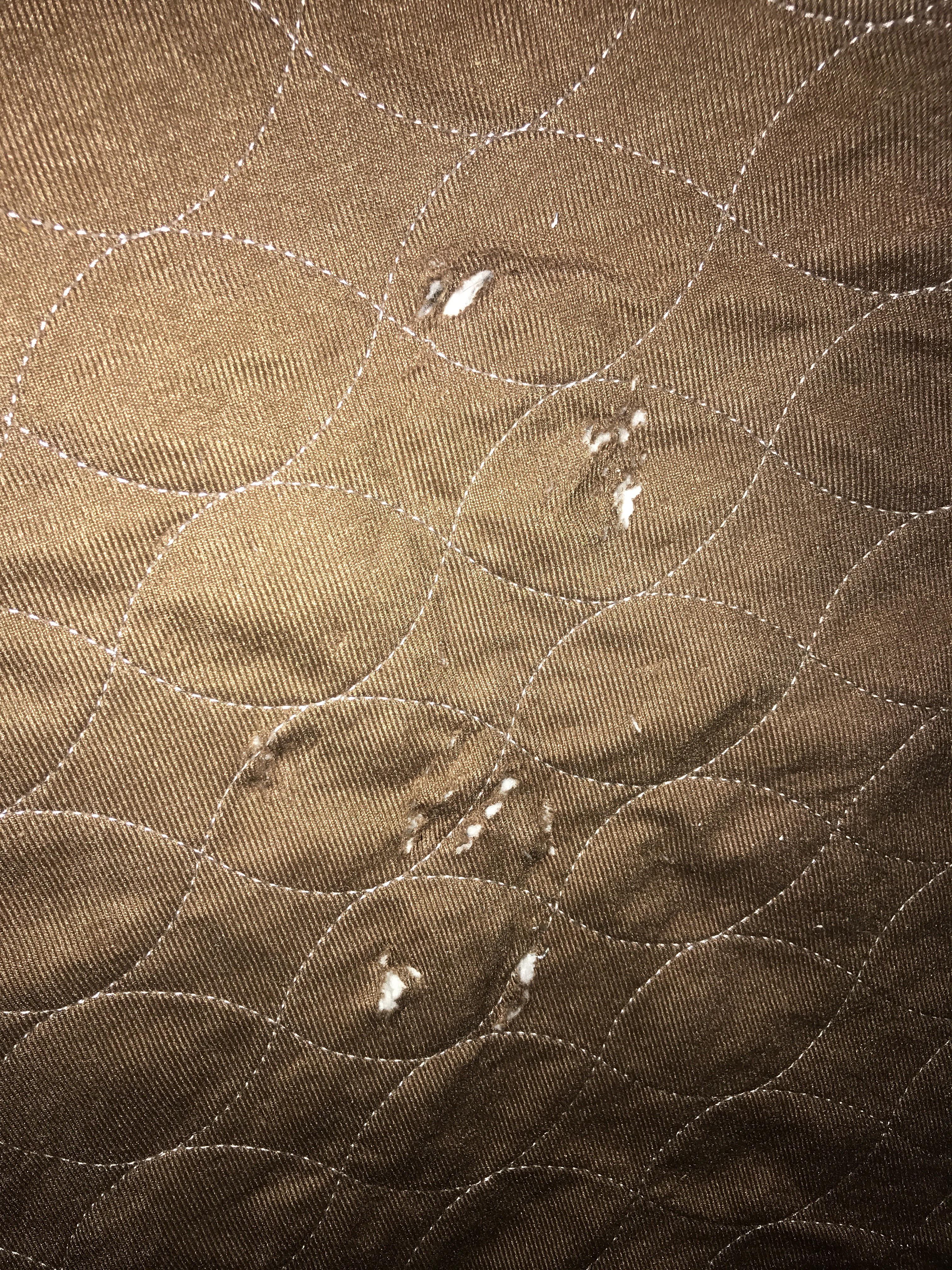 3024x4032 How Do I Stop This? I Lifted Up My Rabbits Cardboard House To Find Bite Marks On One Of Her Mats. She Sometimes Likes To Dig And Bite At The Mat Carpet. She