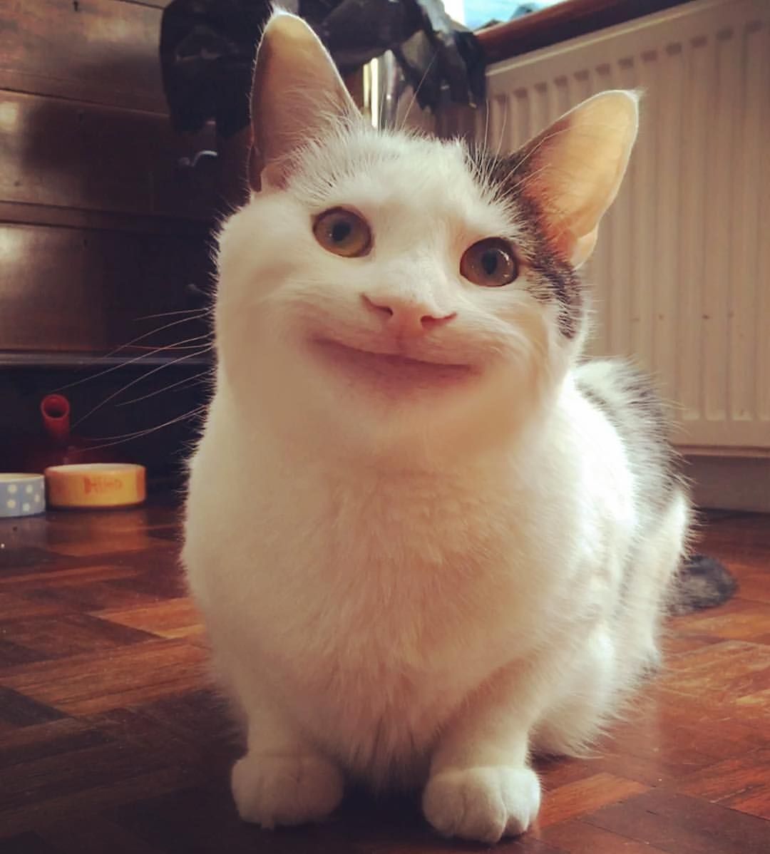 1080x1198 Polite Cat Wallpaper