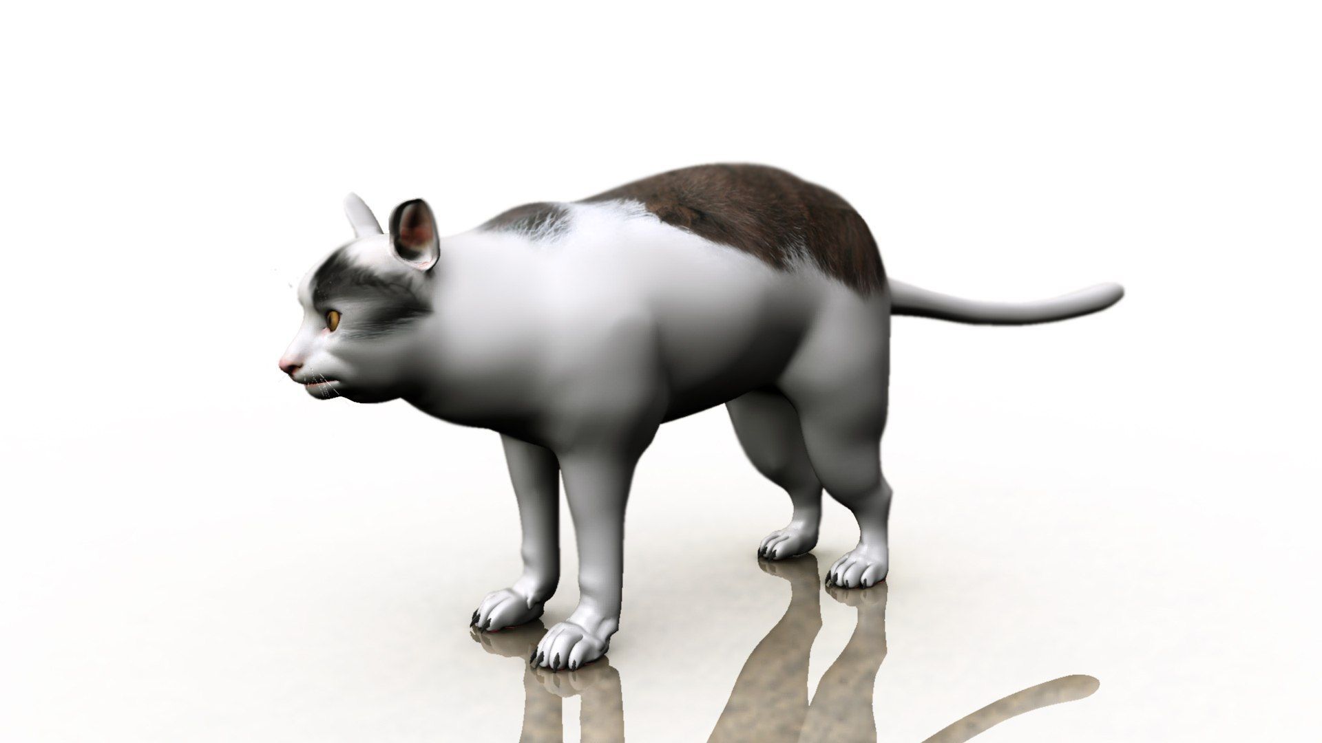 1920x1080 Cat meme 3D model