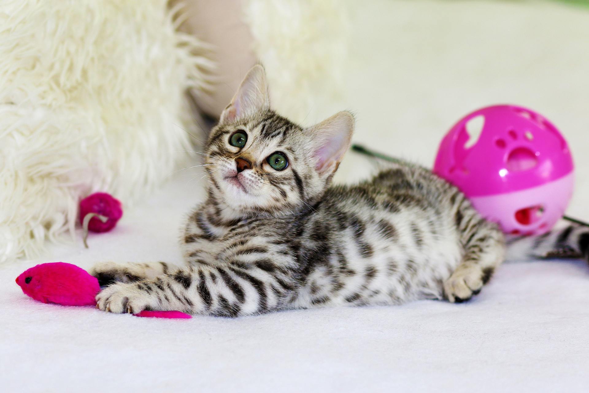 1920x1280 How to Raise a Polite Kitten. North Star Animal Hospital