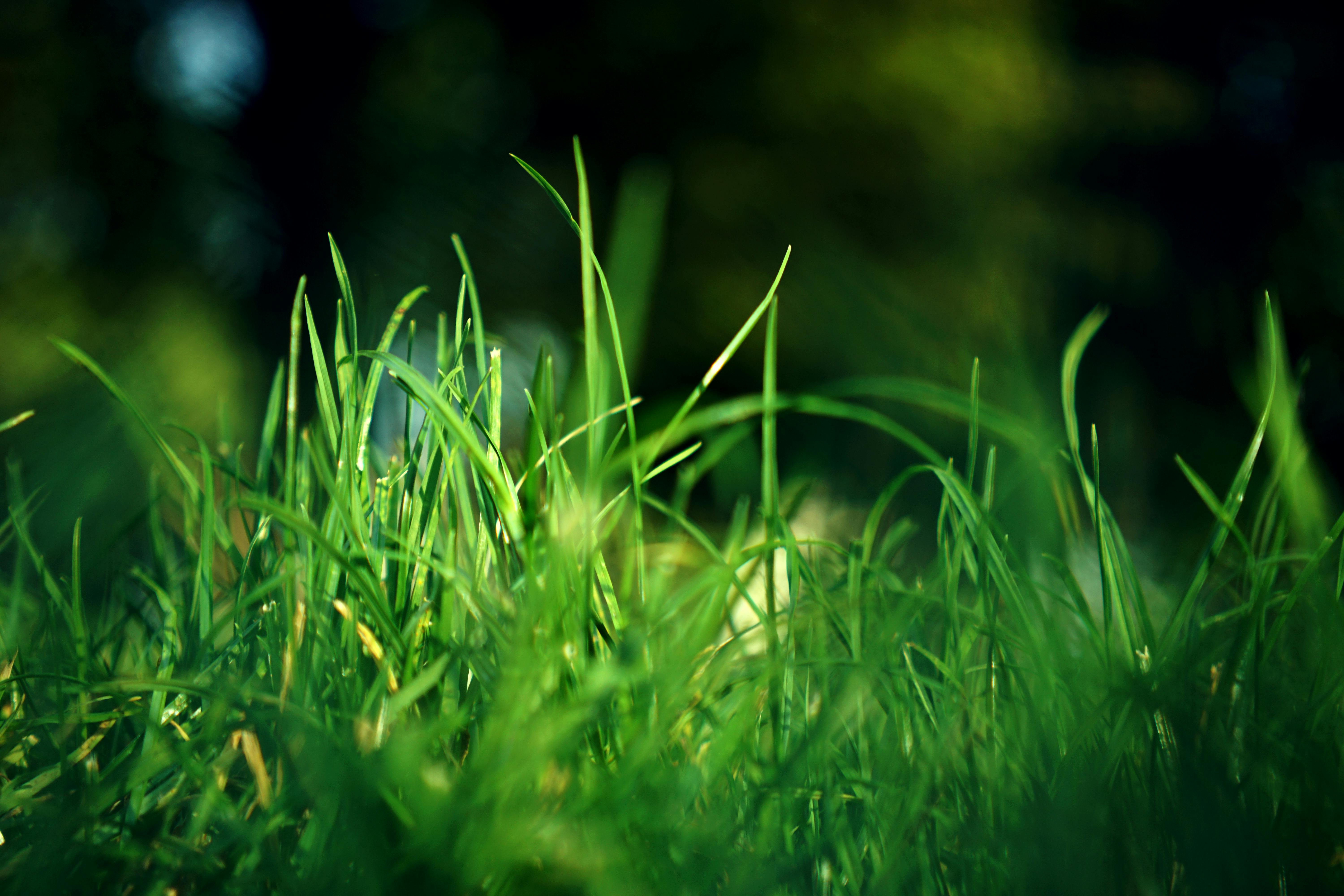 6000x4000 Grass Background Photo, Download
