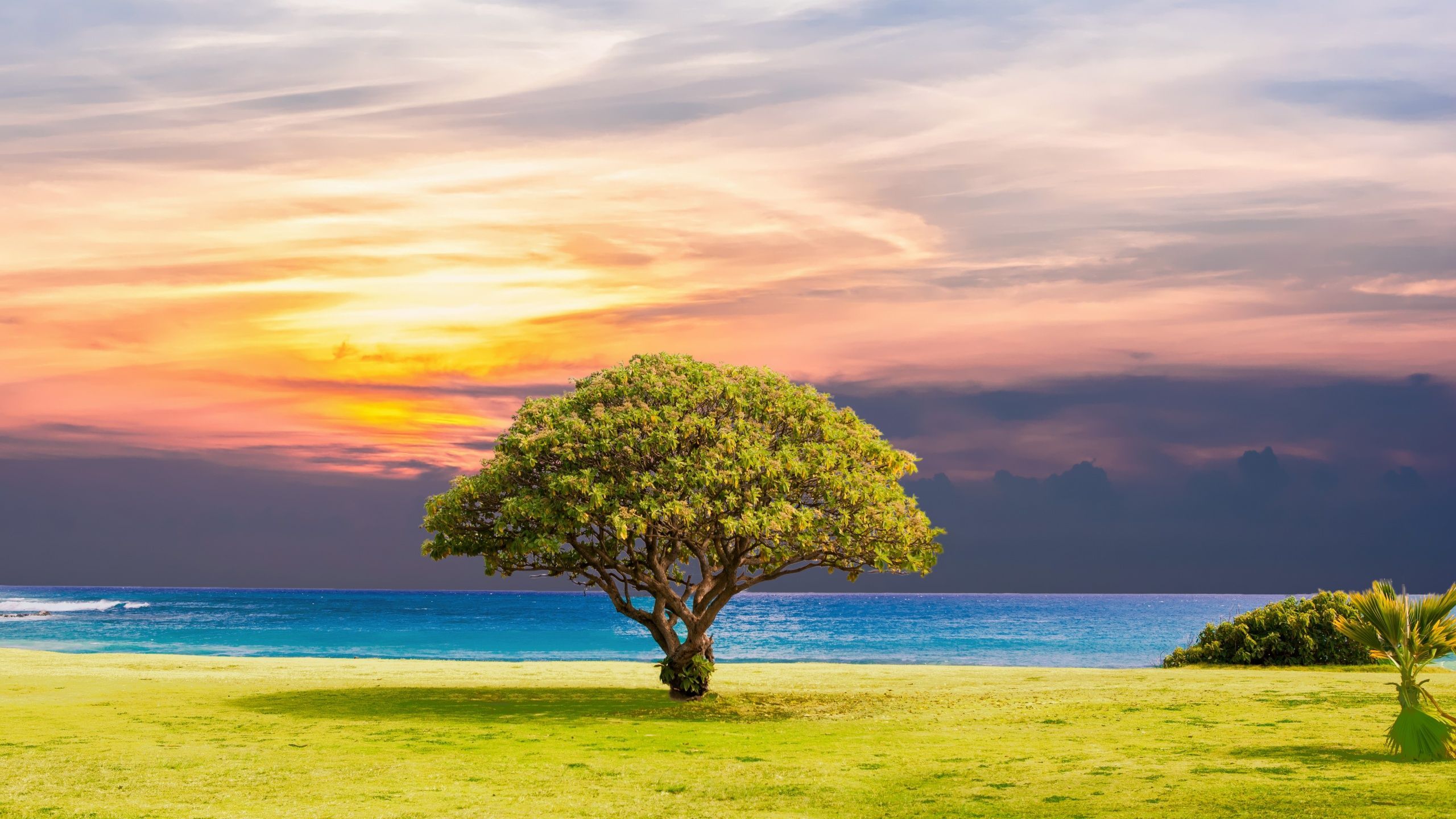 2560x1440 Green Tree Wallpaper 4K, Ocean view, Grassland, Summer