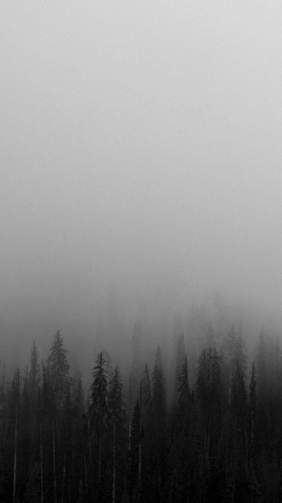 1078x1920 Aesthetic Black Foggy Forest Wallpaper Download