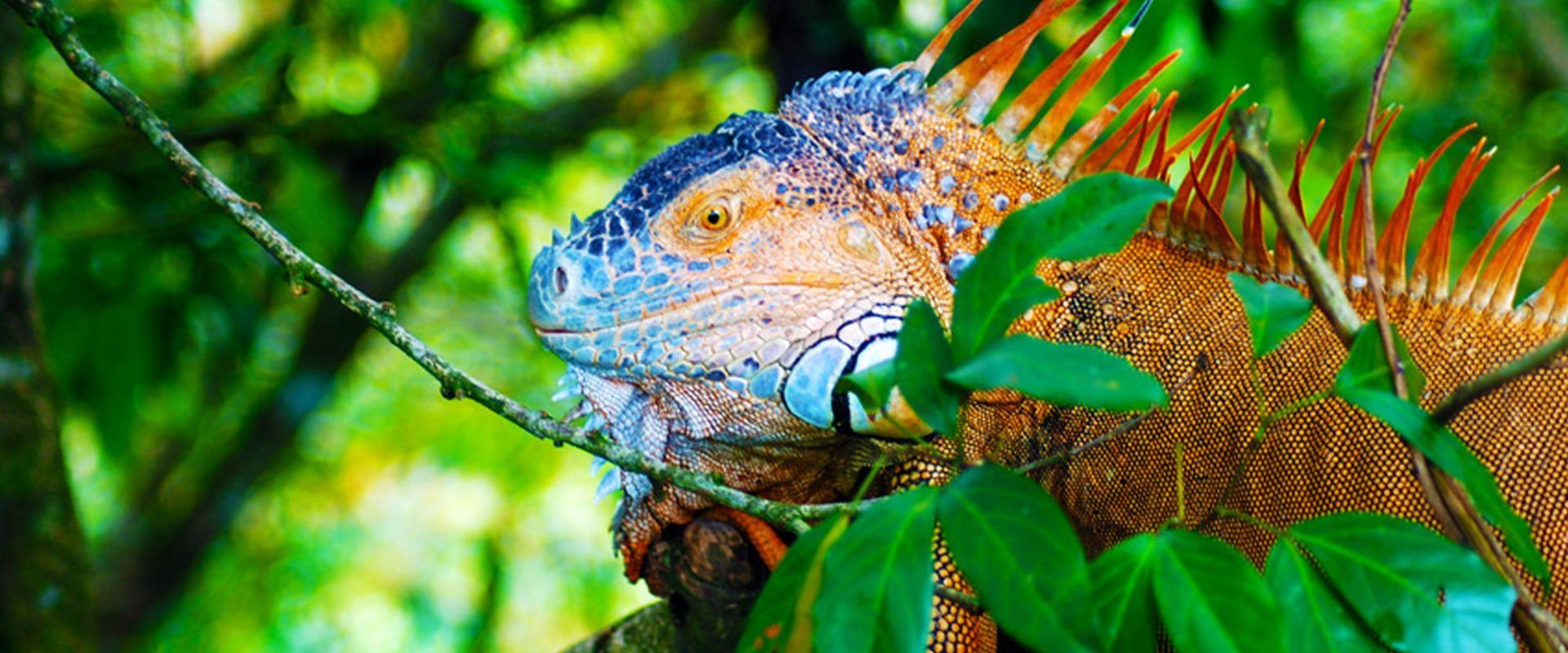 1920x800 Central America