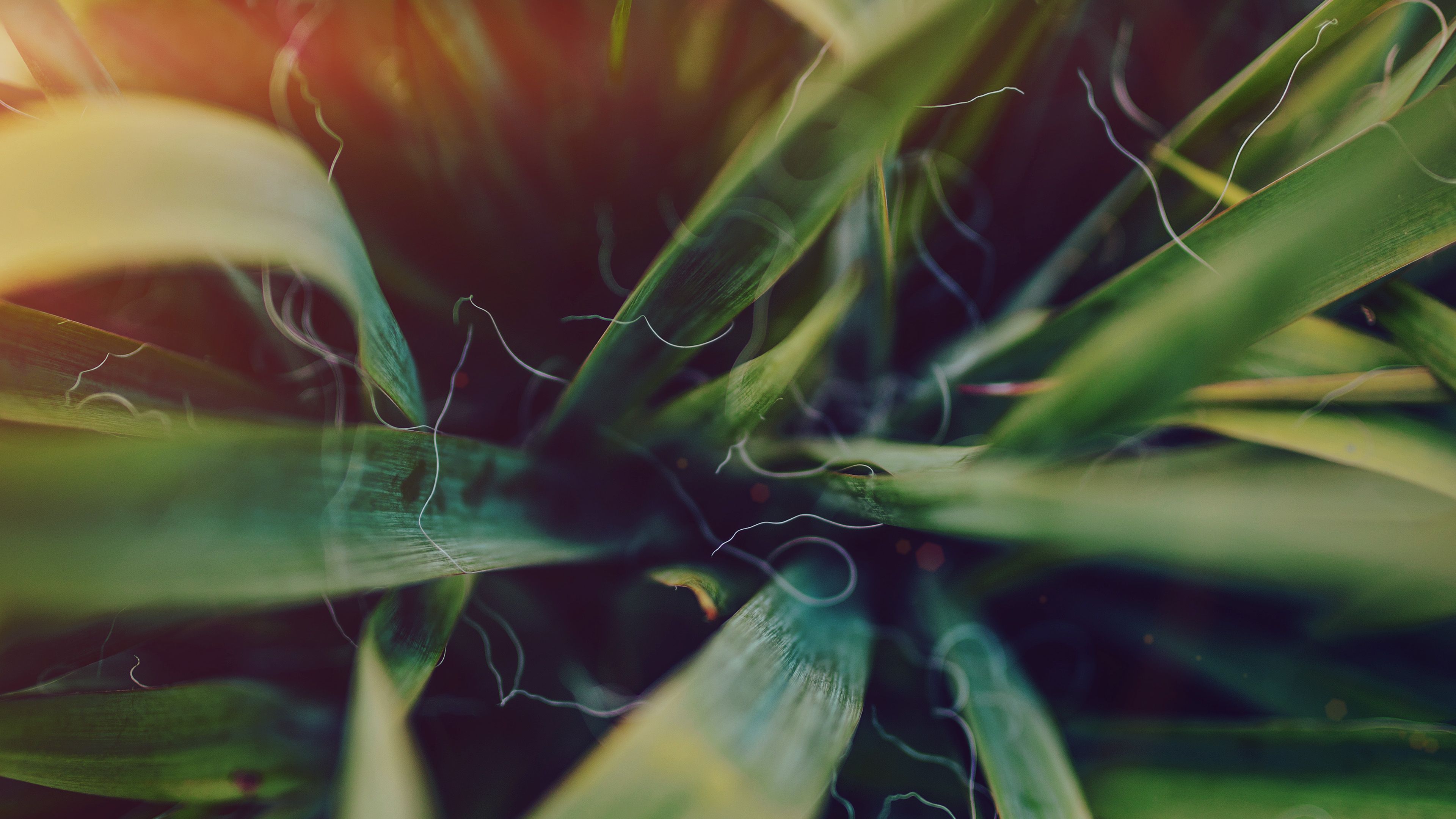 3840x2160 wallpaper for desktop, laptop. garden leaf flower green bokeh nature flare dark