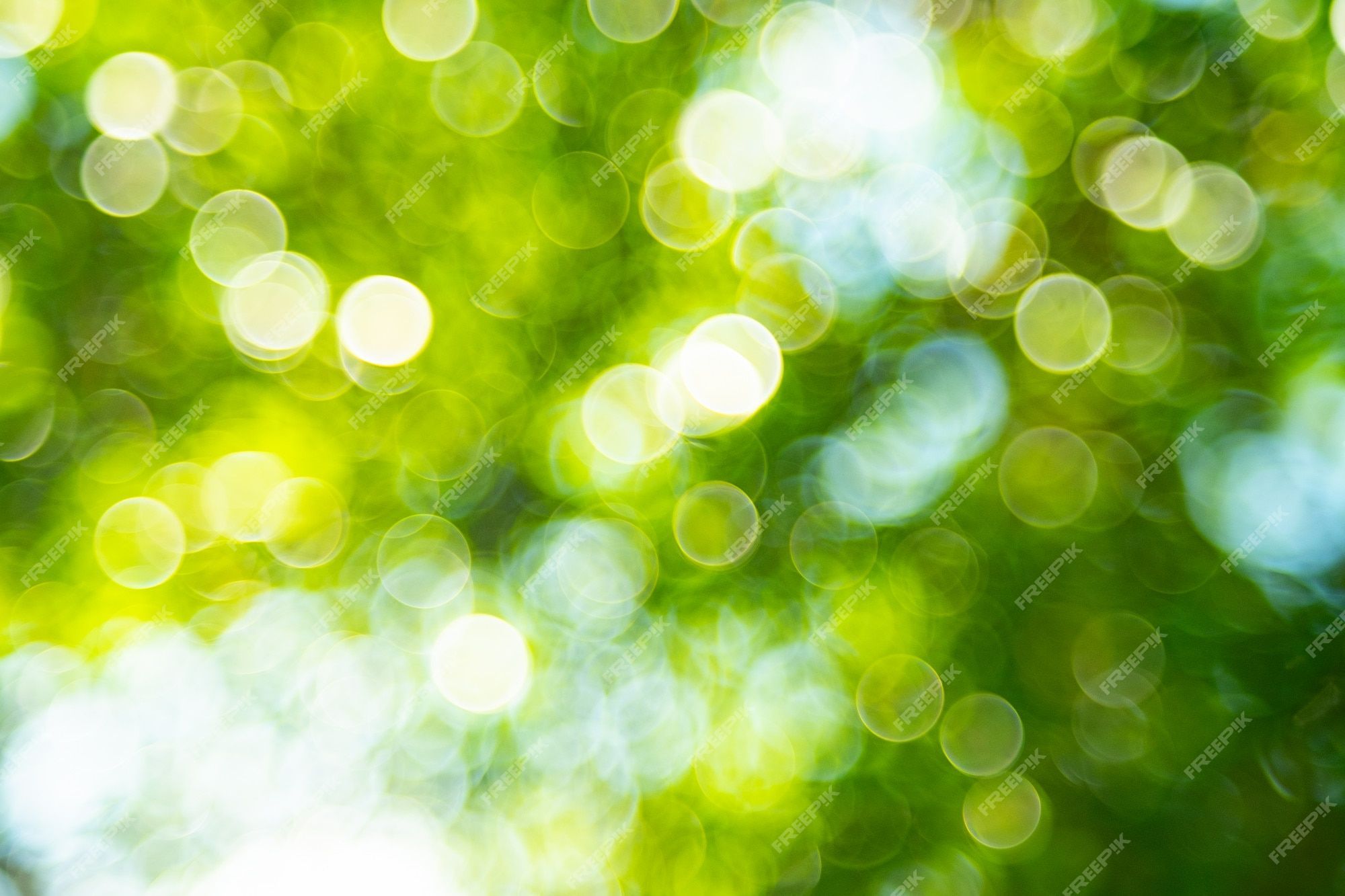 2000x1333 Premium Photo. Green bokeh background from nature forest
