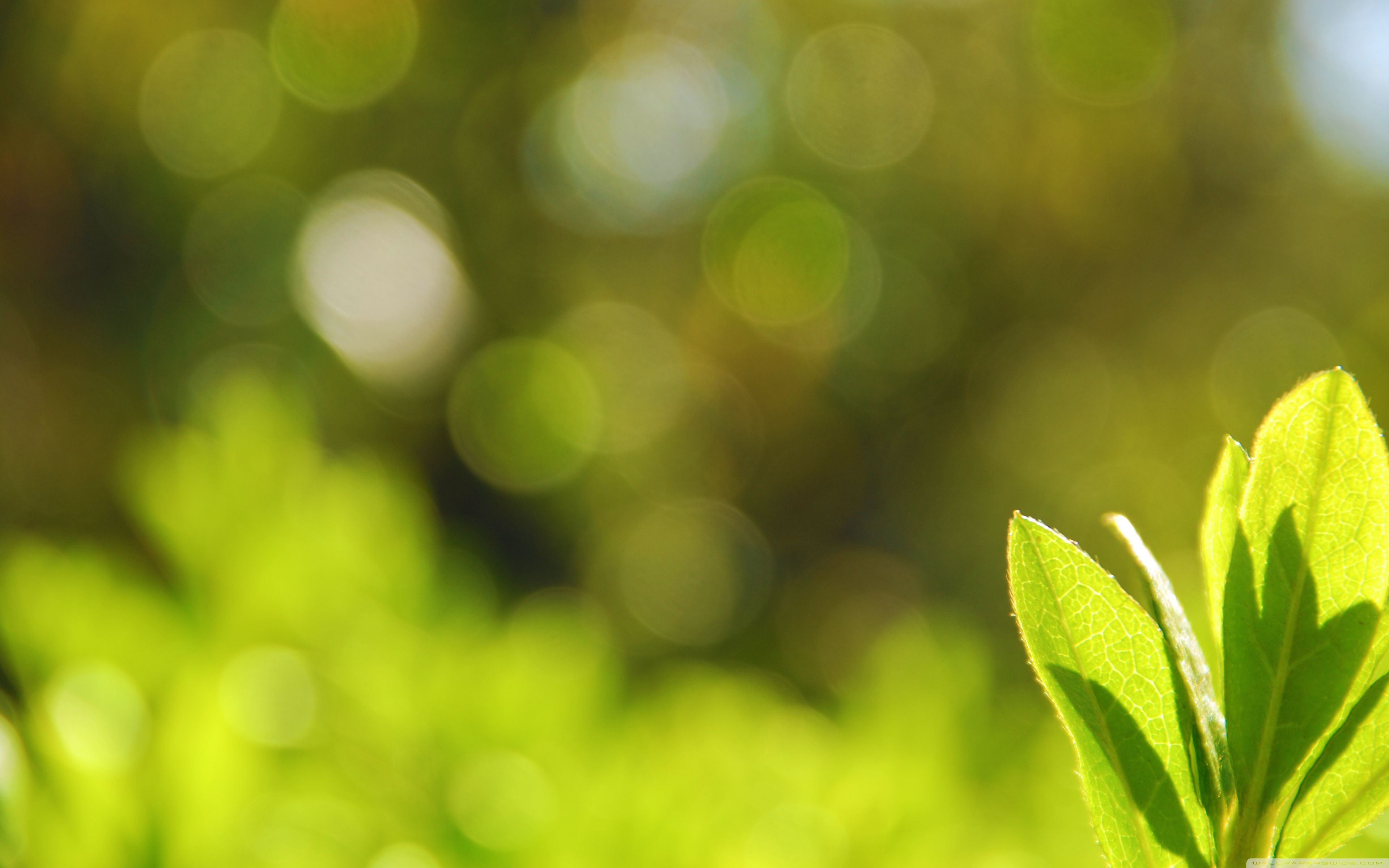 3840x2400 Green Leaves Bokeh Ultra HD Desktop Background Wallpaper for 4K UHD TV : Multi Display, Dual Monitor : Tablet