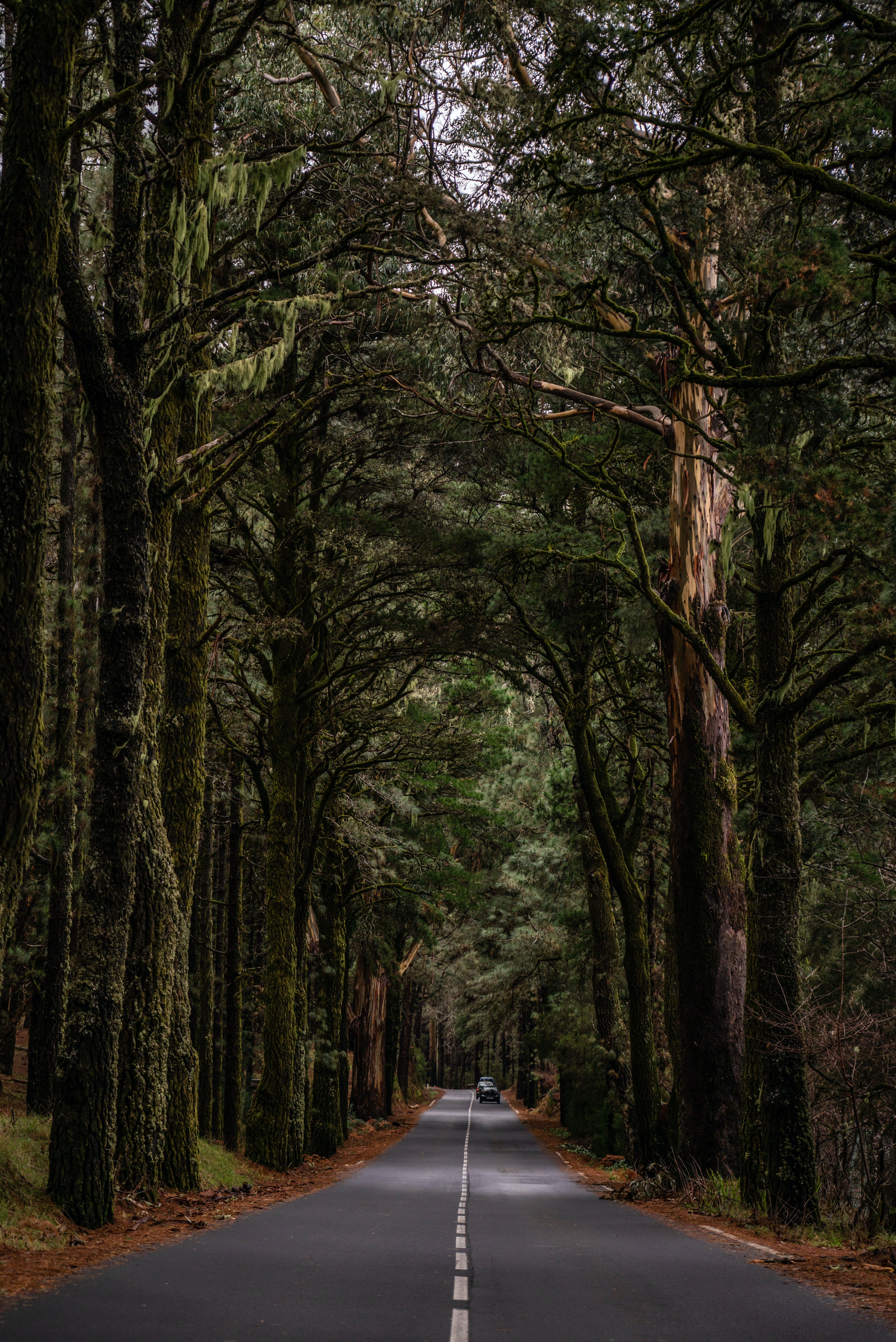 4912x7360 Straight Road in Pine Forest · Free