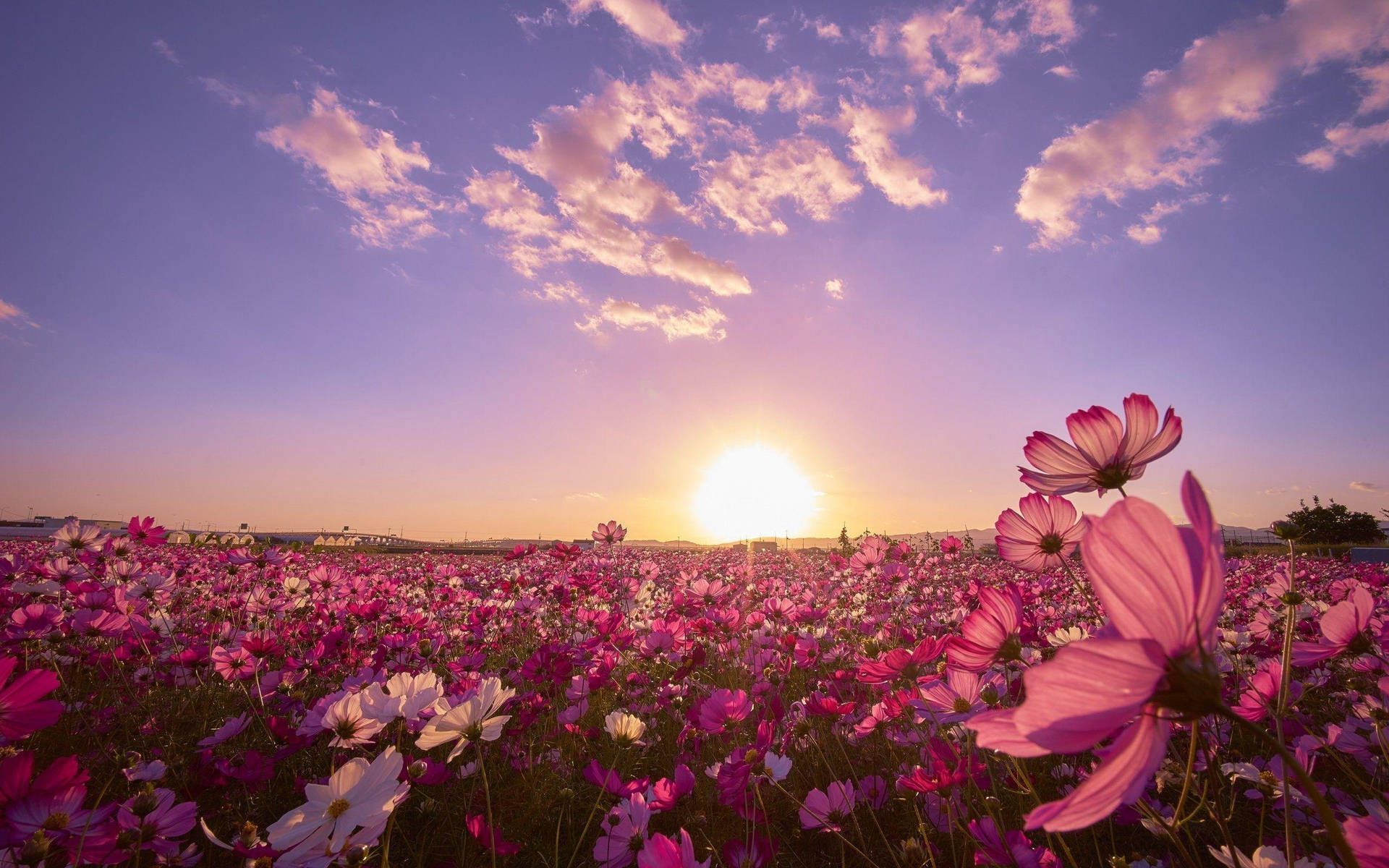 1920x1200 Download Sunny Cosmos Flower Field Wallpaper