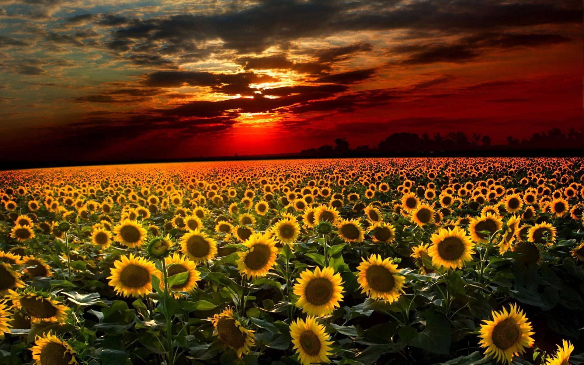 1920x1200 Download Sunflower Field Fiery Sunset Wallpaper