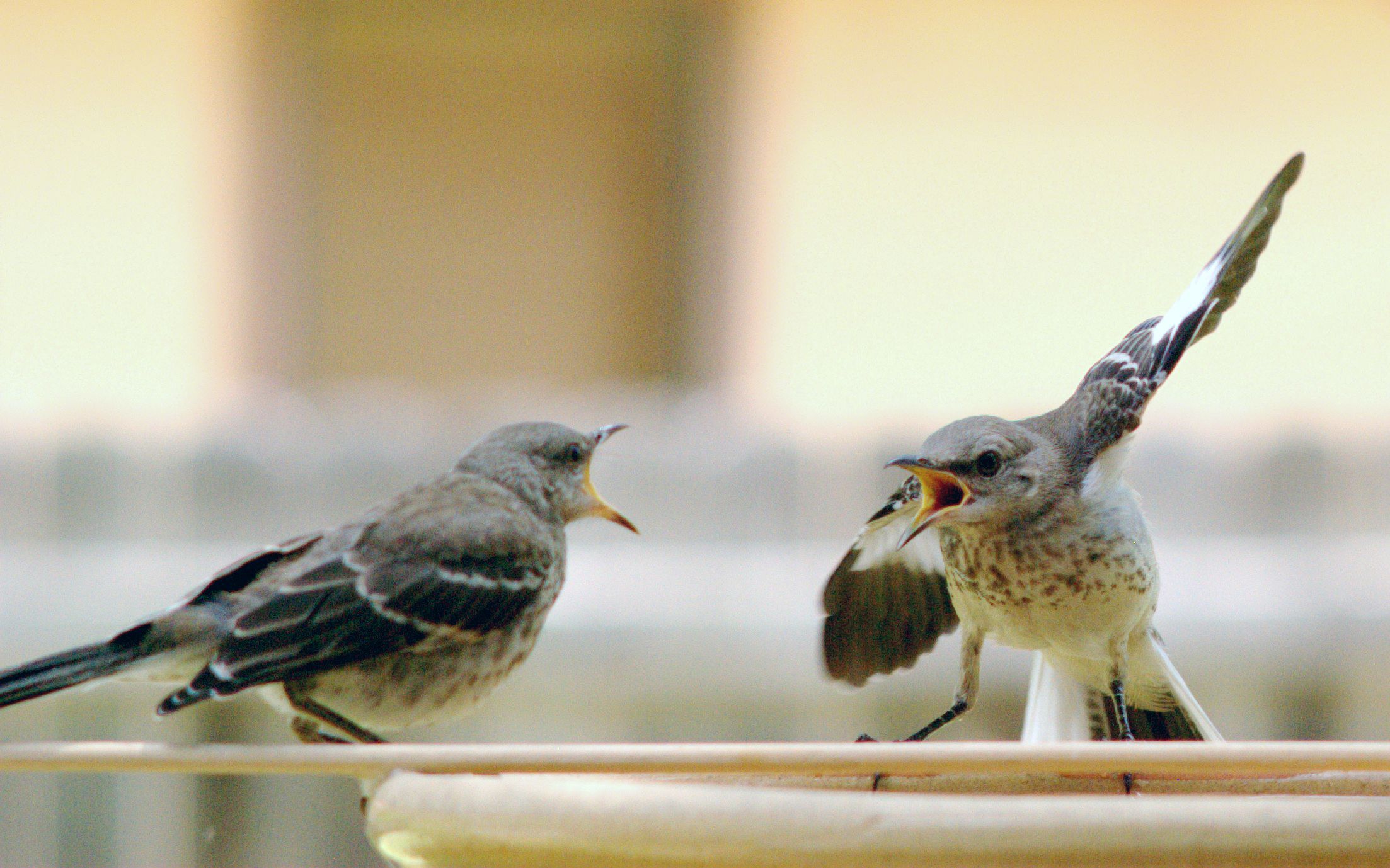 2206x1378 Mocking Bird