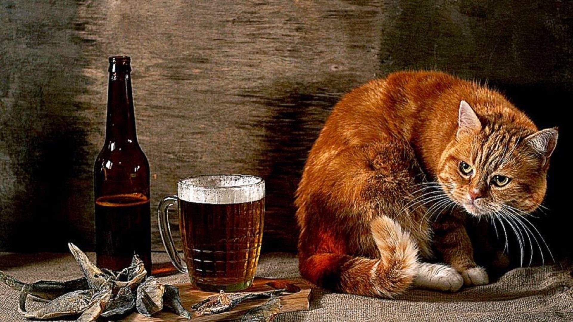 1920x1080 Pussy Cat with Beer Glass [1920 X 1080]