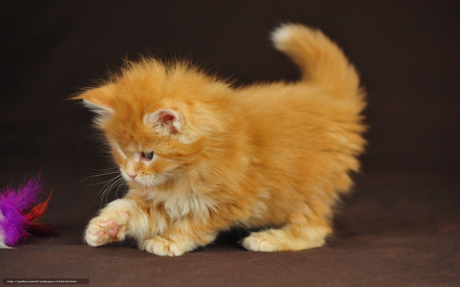 1600x1000 Download wallpaper baby, pussy, cat, kitten free desktop wallpaper in the resolution 1920x1200