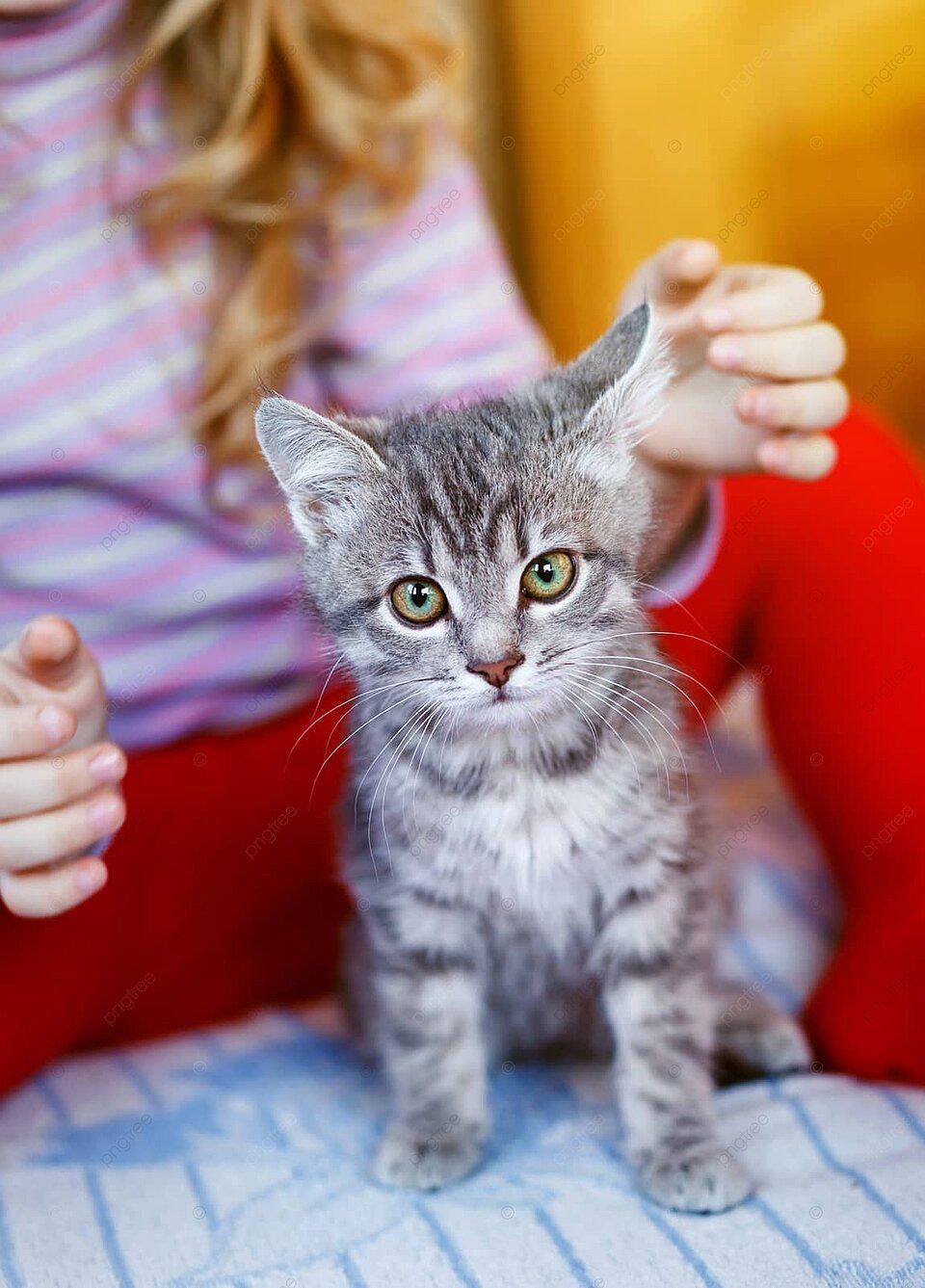 960x1337 Gray Pussy With Little Girl Furry Red Kitty Photo Background And Picture For Free Download