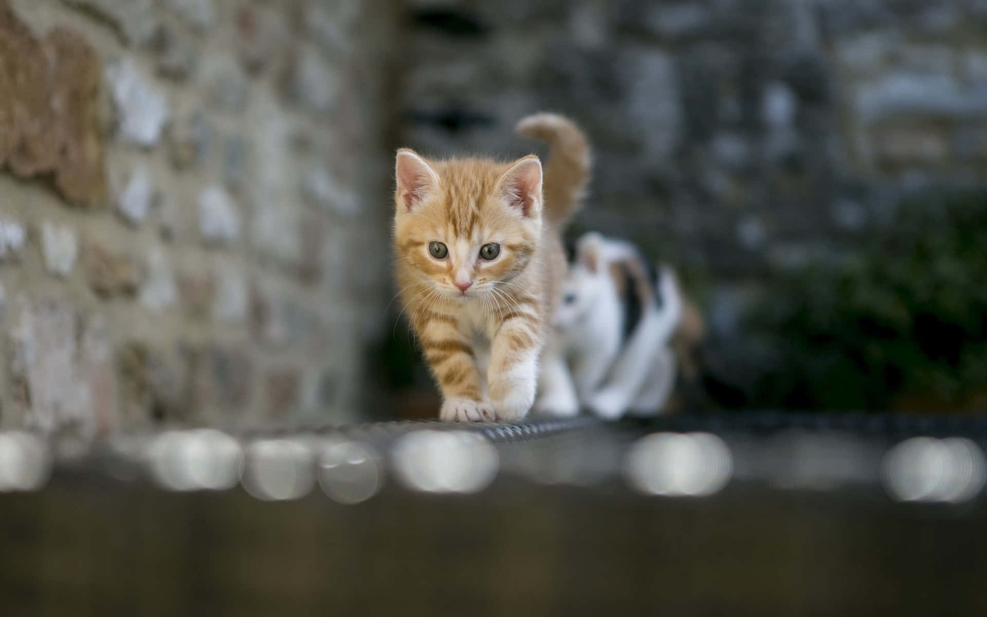 1920x1200 Kitty Cat Picture