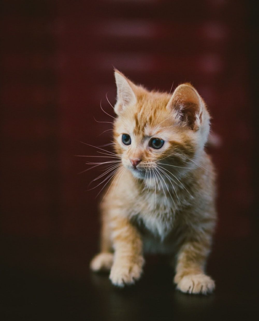 1000x1236 Pussycat Picture. Download Free Image