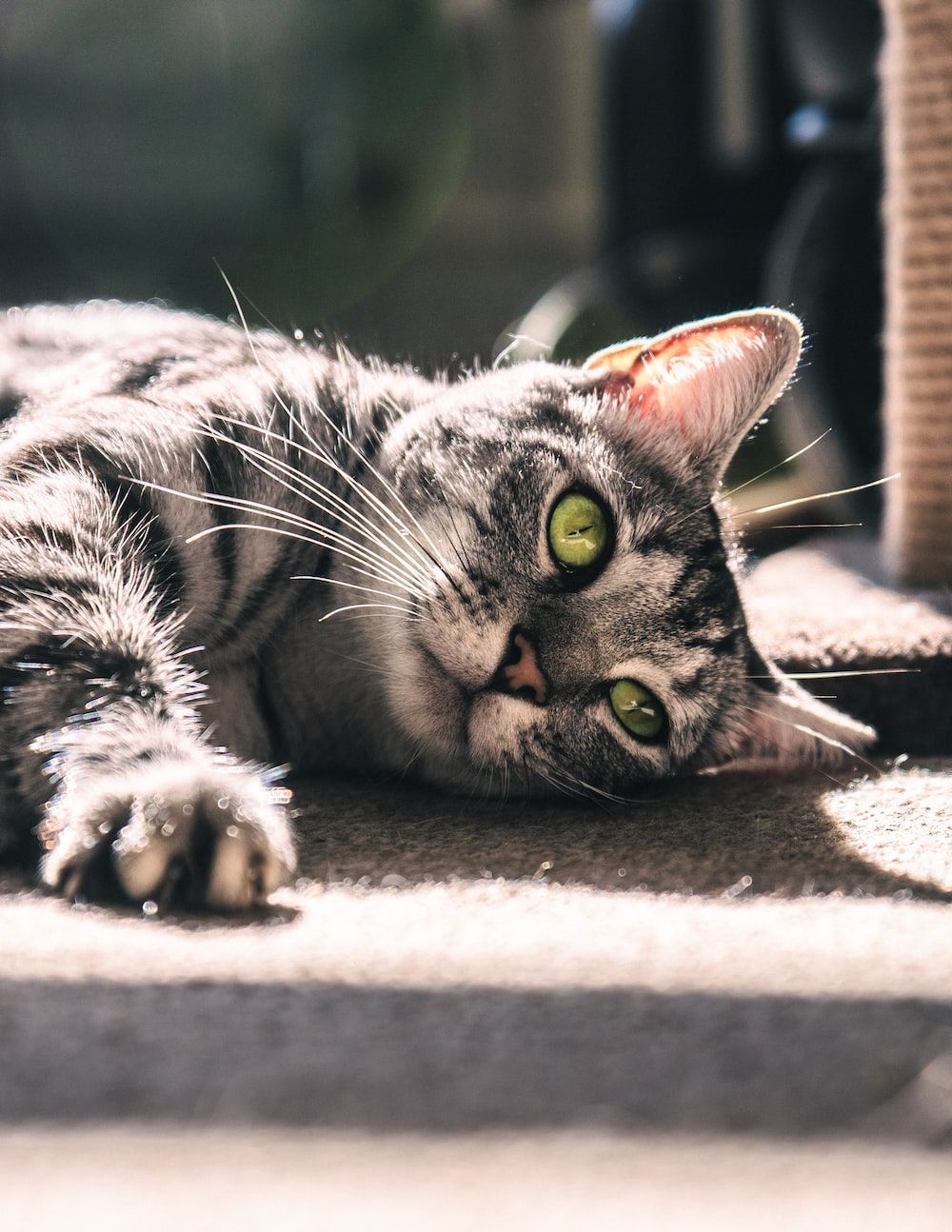1000x1294 Pussycat Picture. Download Free Image