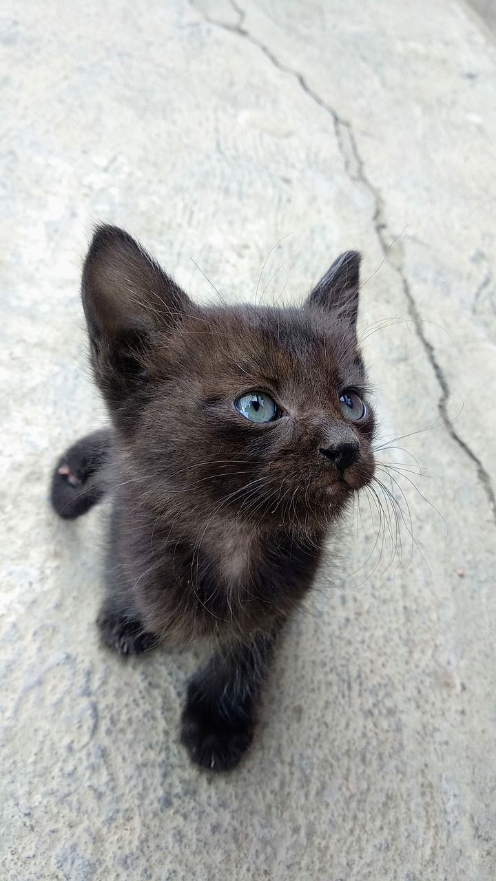720x1280 Cat Black Pussy