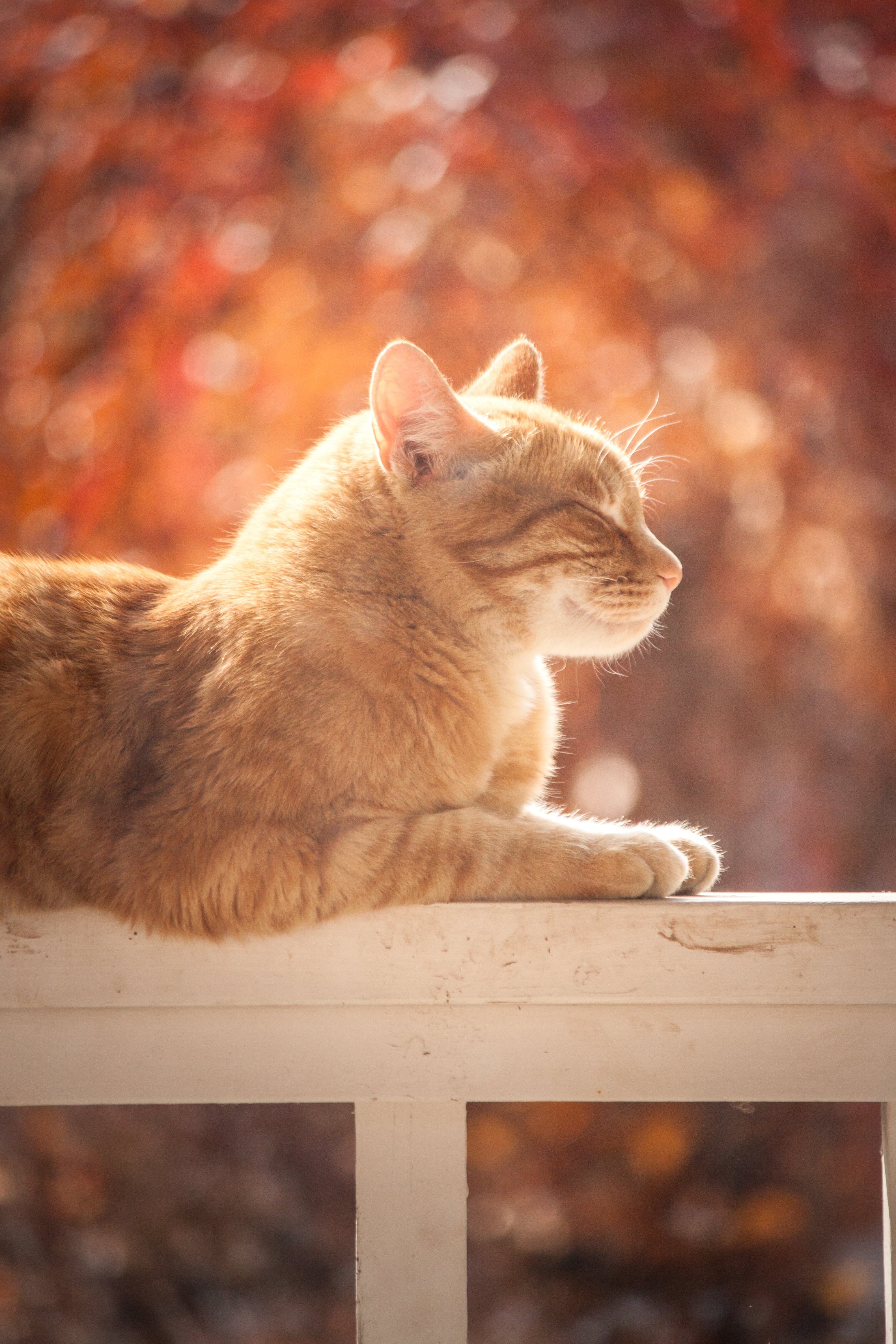 3168x4752 Peeking Little Cat · Free