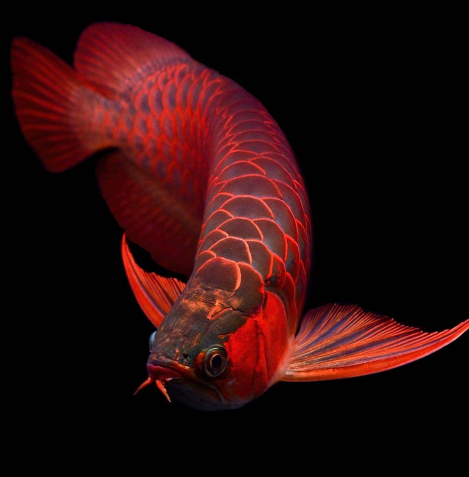 945x960 Arwana. Dragon fish, Beautiful fish, Colorful fish