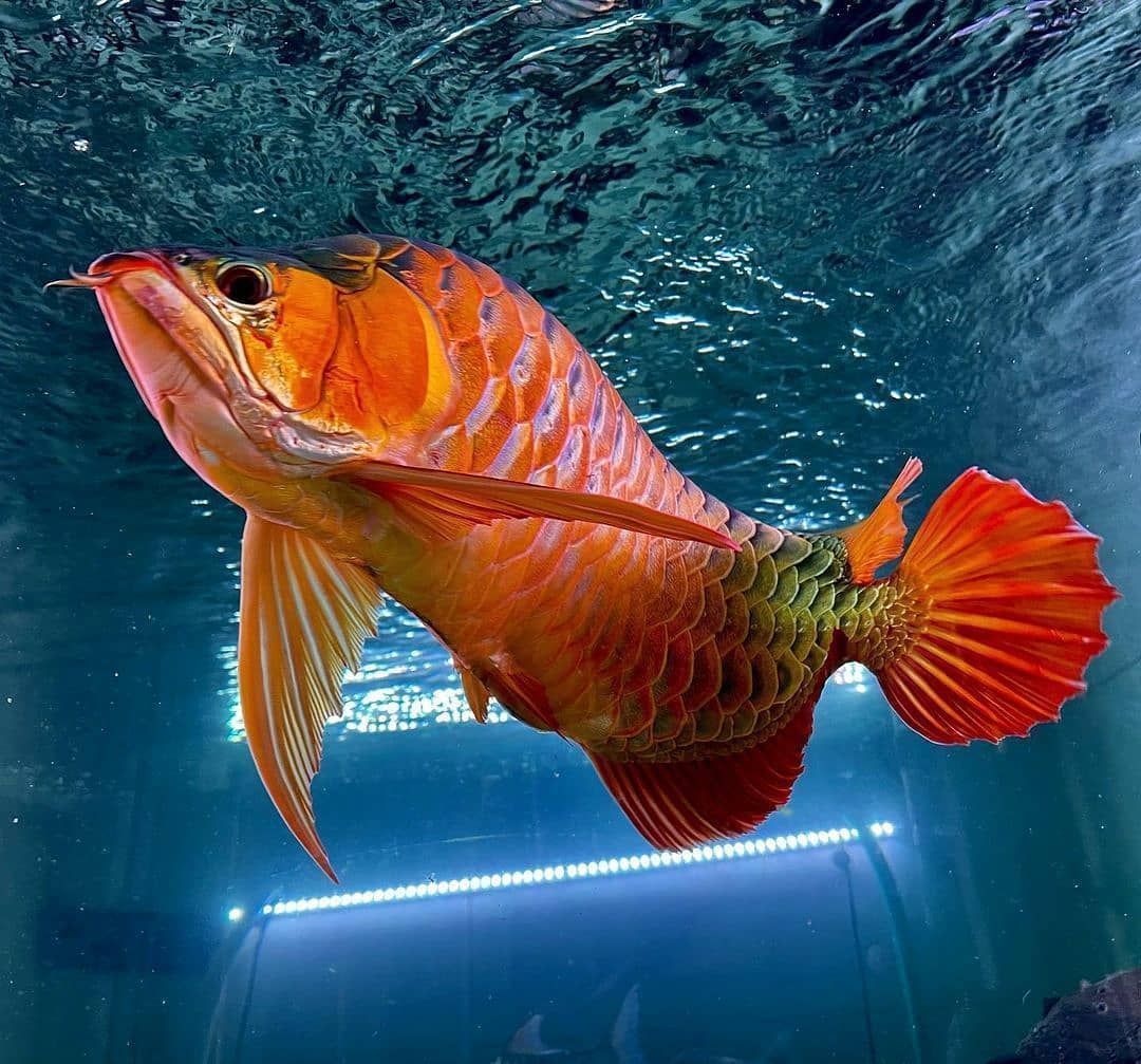 1080x1007 FreshWater Fish Community's Instagram photo: “Reposted #arowana #scleropagesformosus #. Dragon fish, Fish drawings, Freshwater aquarium fish