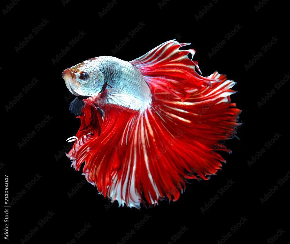 1000x843 Red dragon siamese fighting fish, betta fish isolated on black background.copy space background
