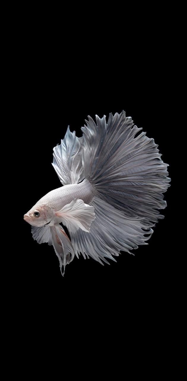 630x1280 Fighter fish 3 wallpaper by AliRohani. Fish wallpaper, Betta fish types, Pretty fish