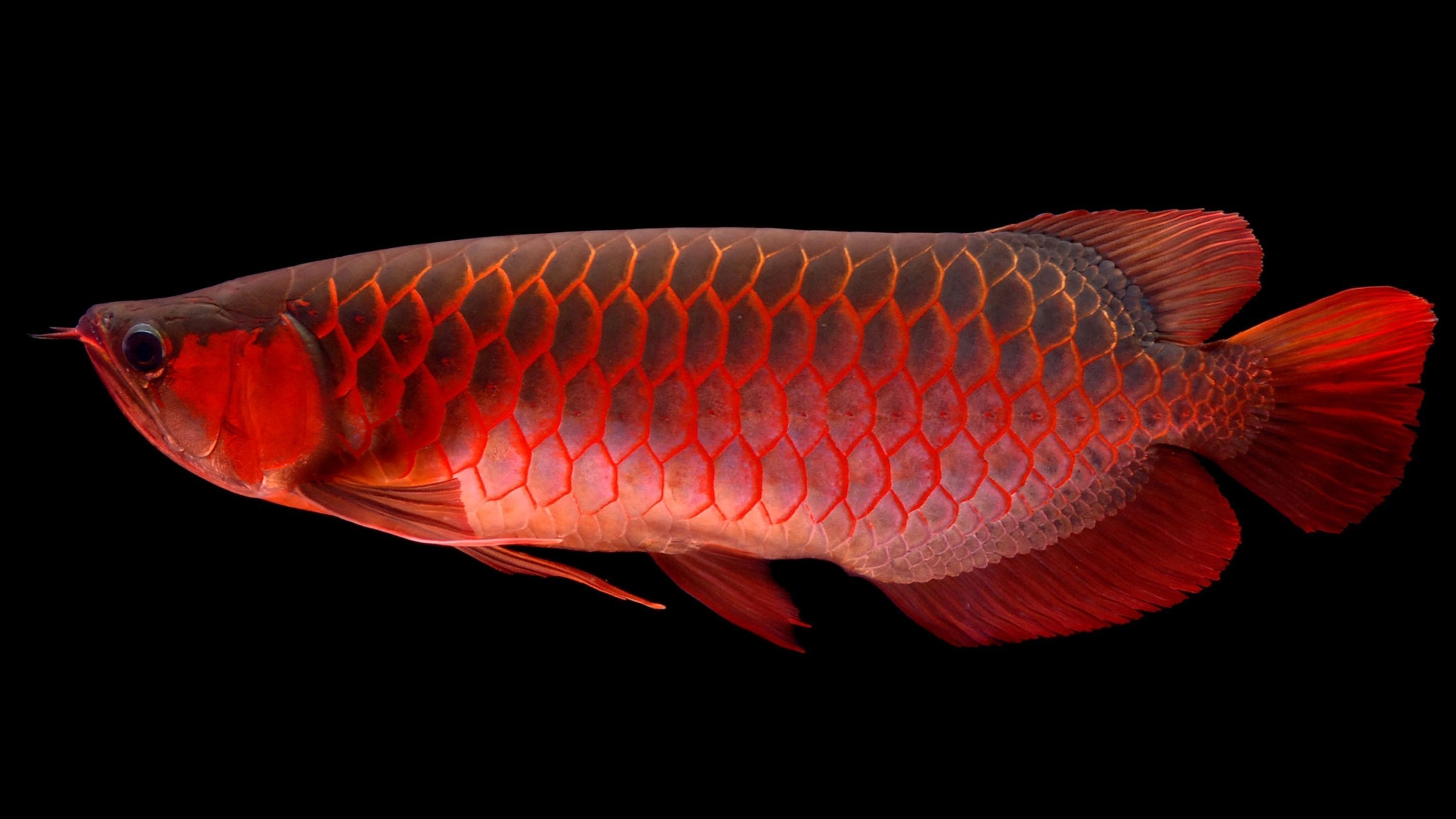 3072x1728 Learn About Arowana, or Dragon Fish, From Emily Voigt's Book