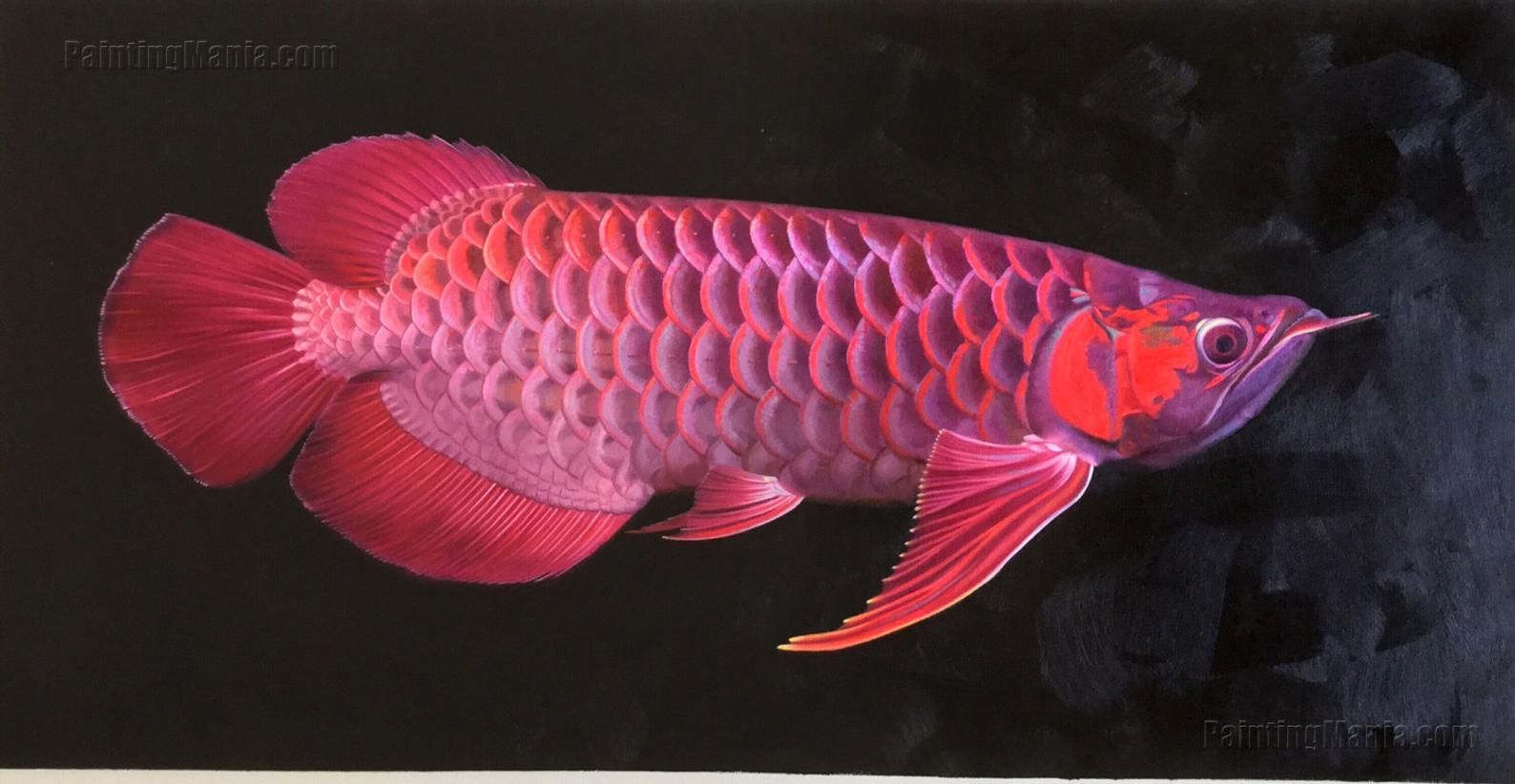 1588x822 Red Dragon Fish High Quality Hand Painted Original Oil. Dragon Fish, Beautiful Tropical Fish, Tropical Fish
