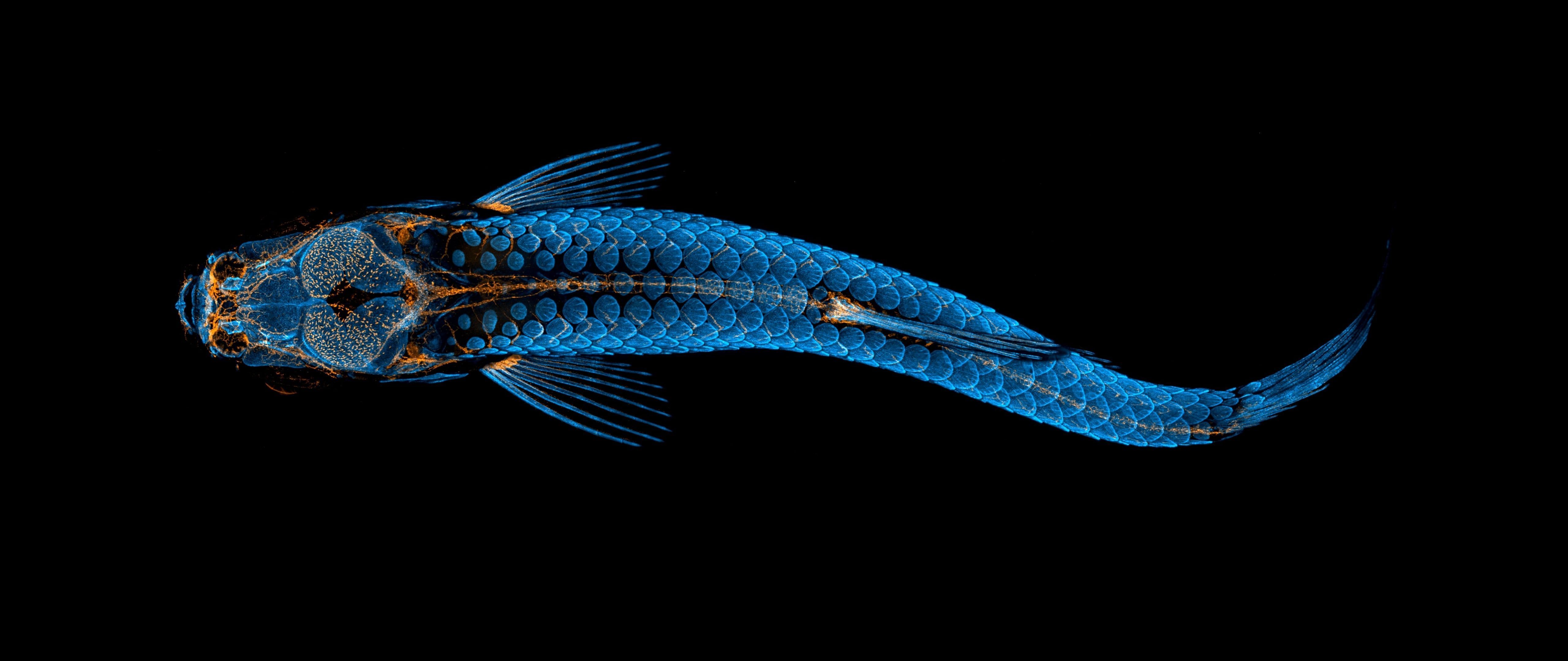 5120x2160 Zebrafish by Daniel Castranova [5120x2160]